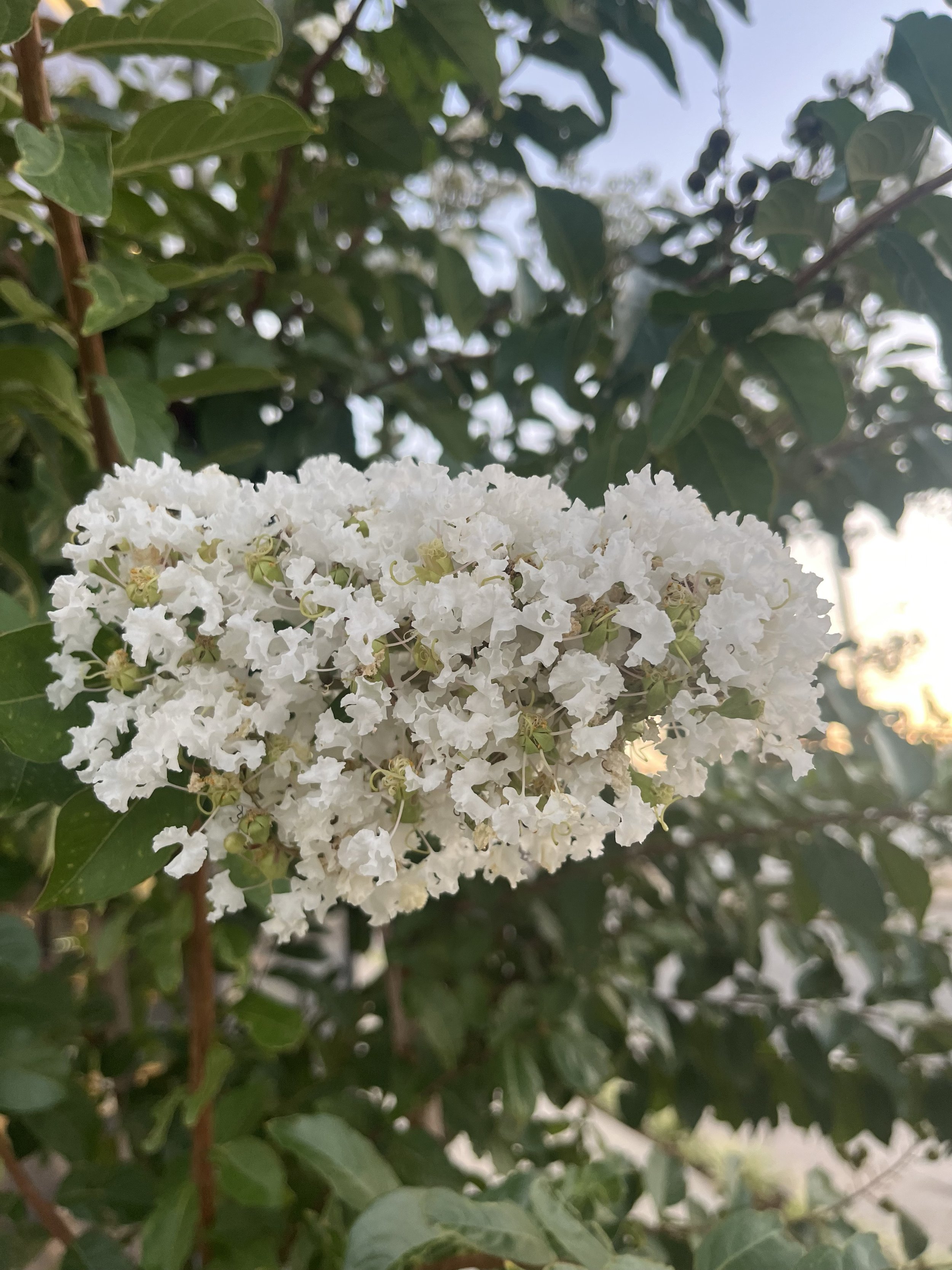 Crape Myrtle