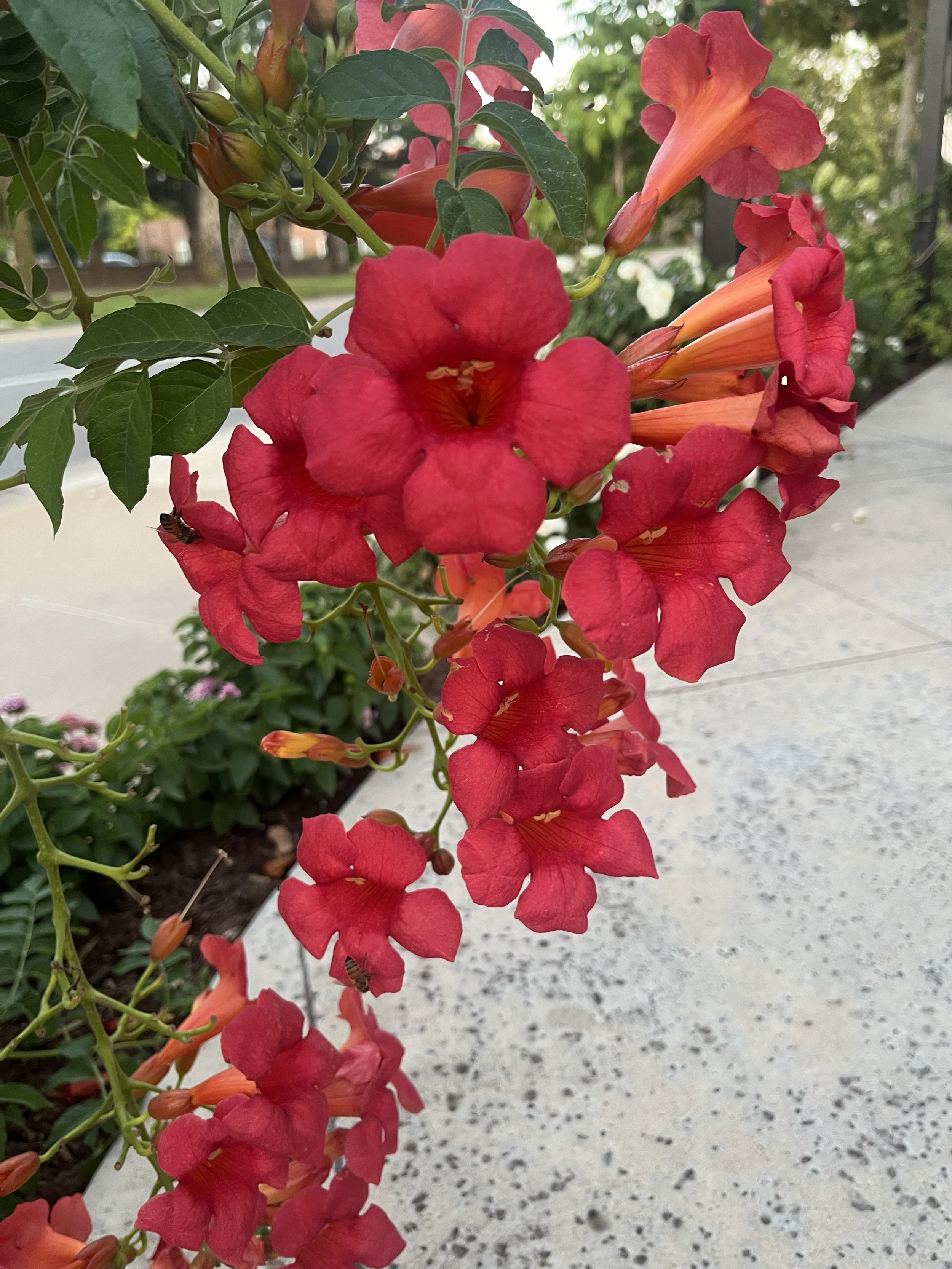 Trumpet Vine
