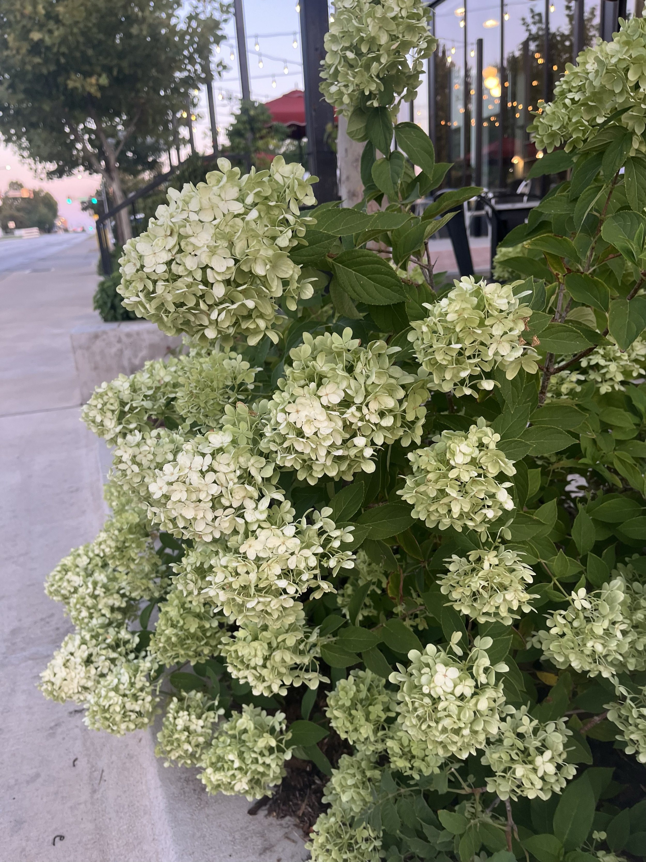 Limelight Hydrangea