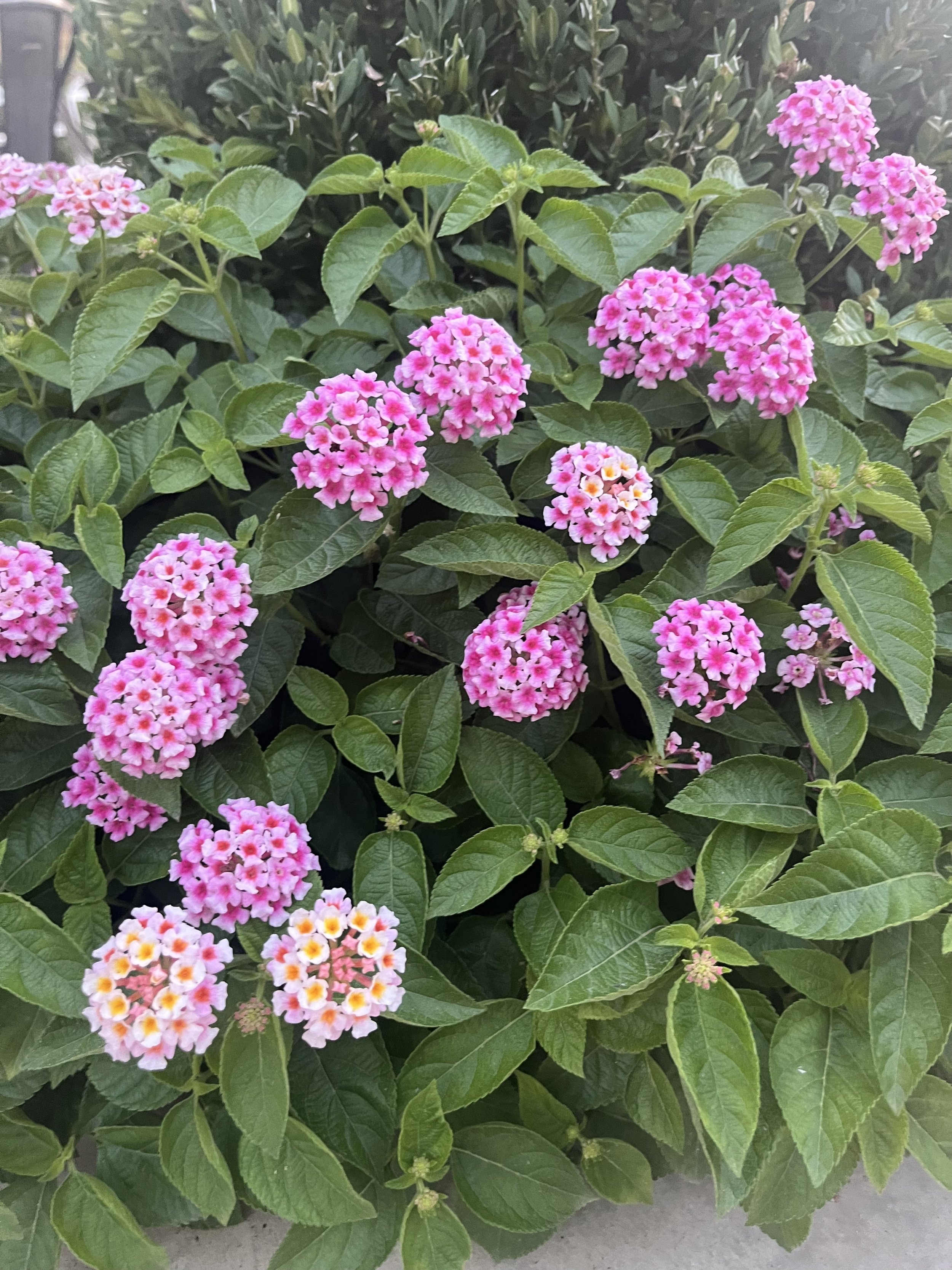 Lantana