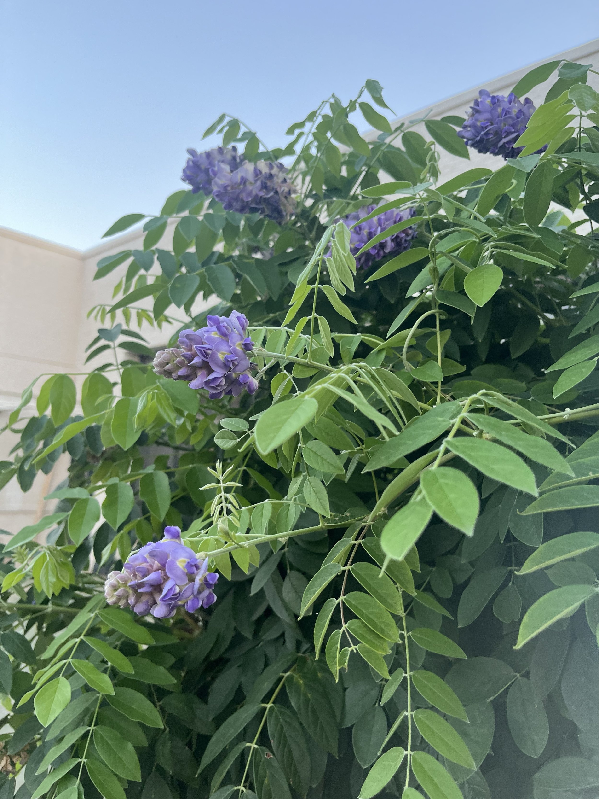 Wisteria