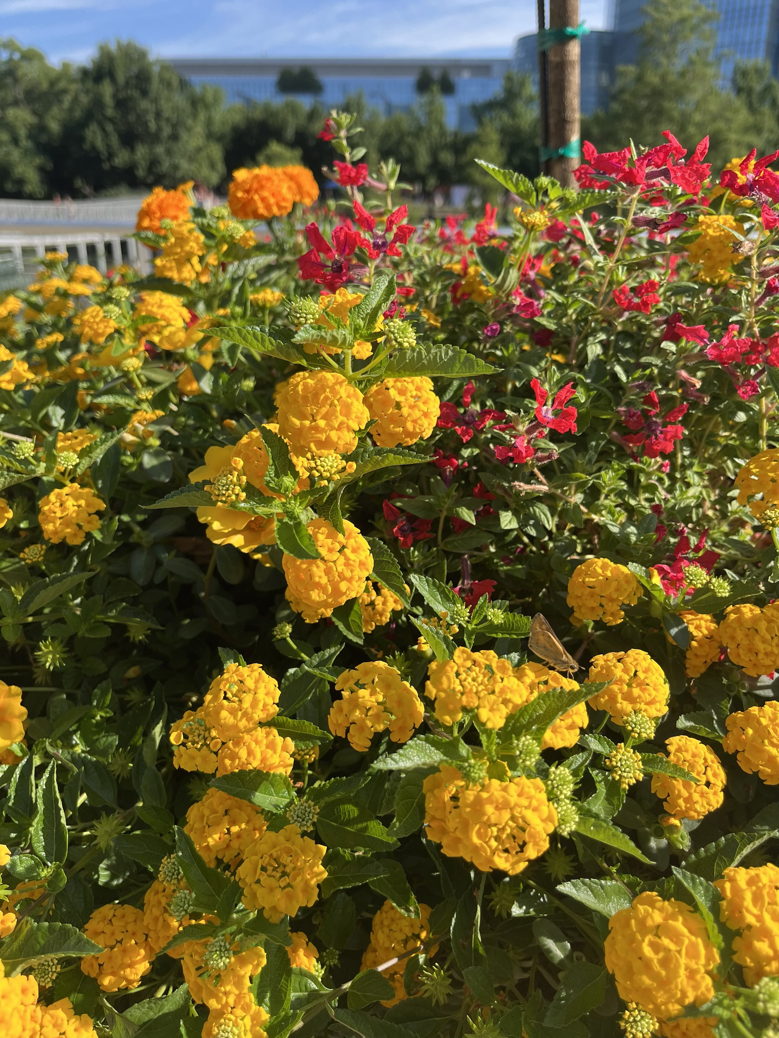 Lantana