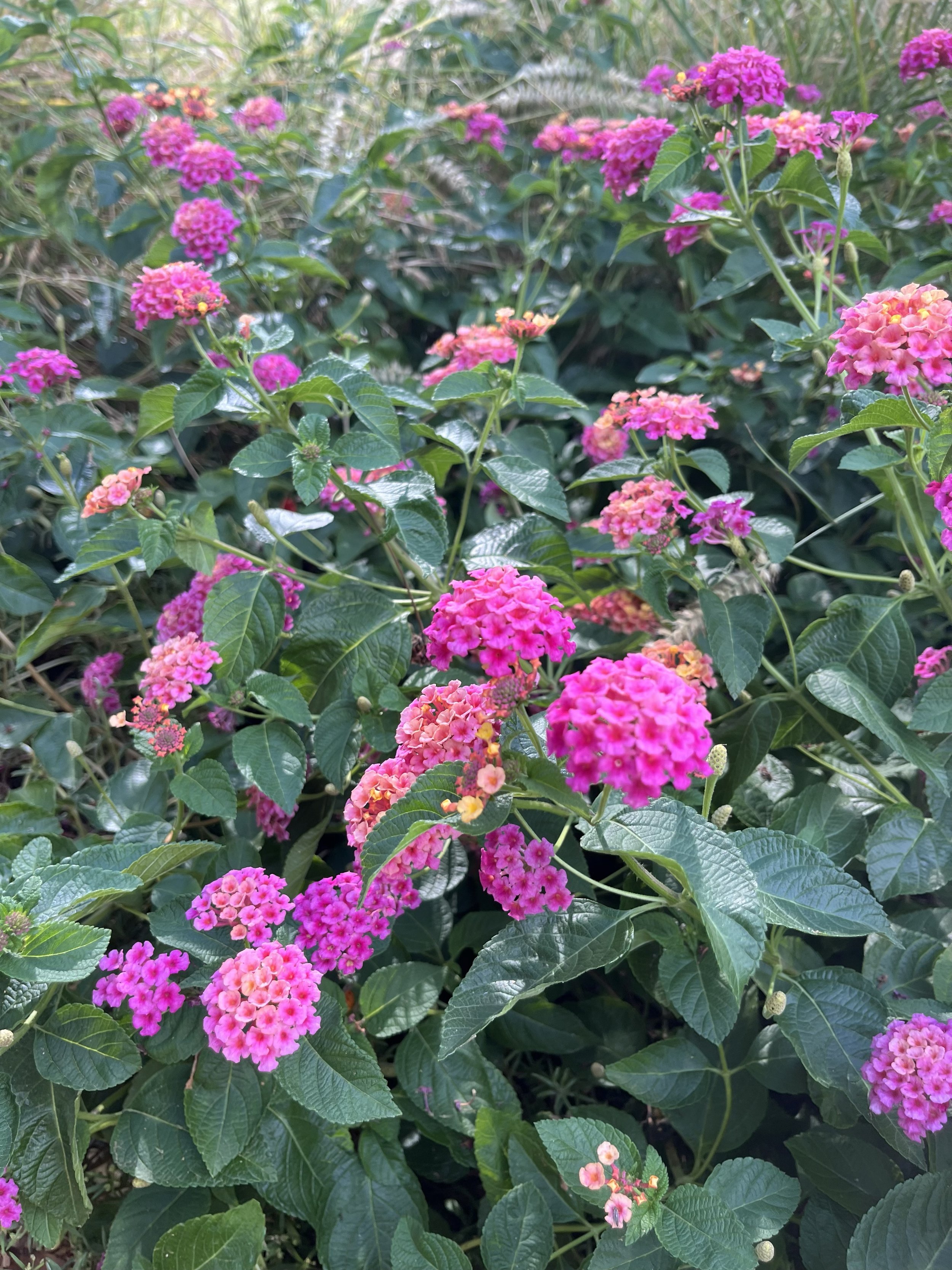 Lantana