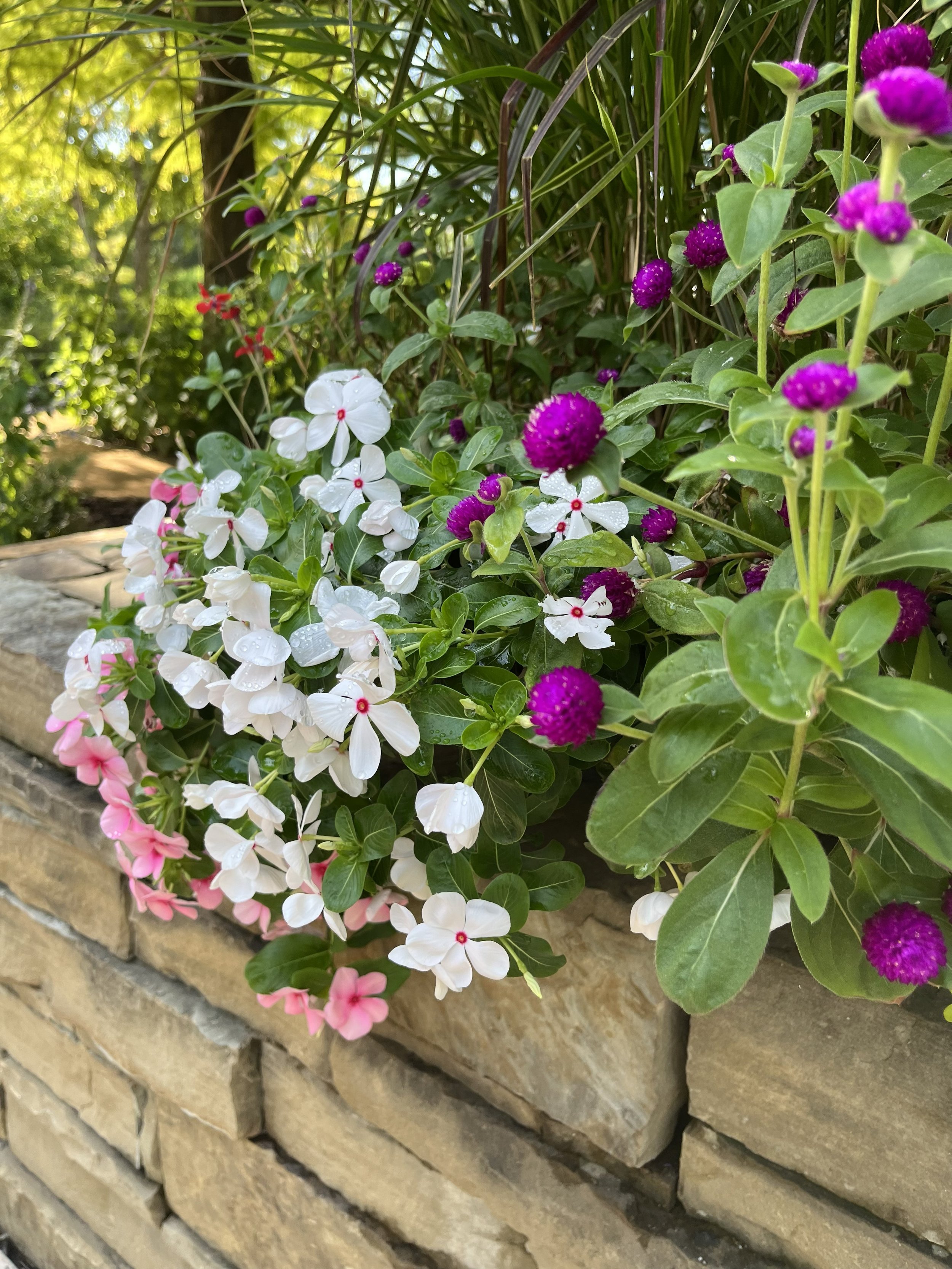 Periwinkle & Gomphrena 