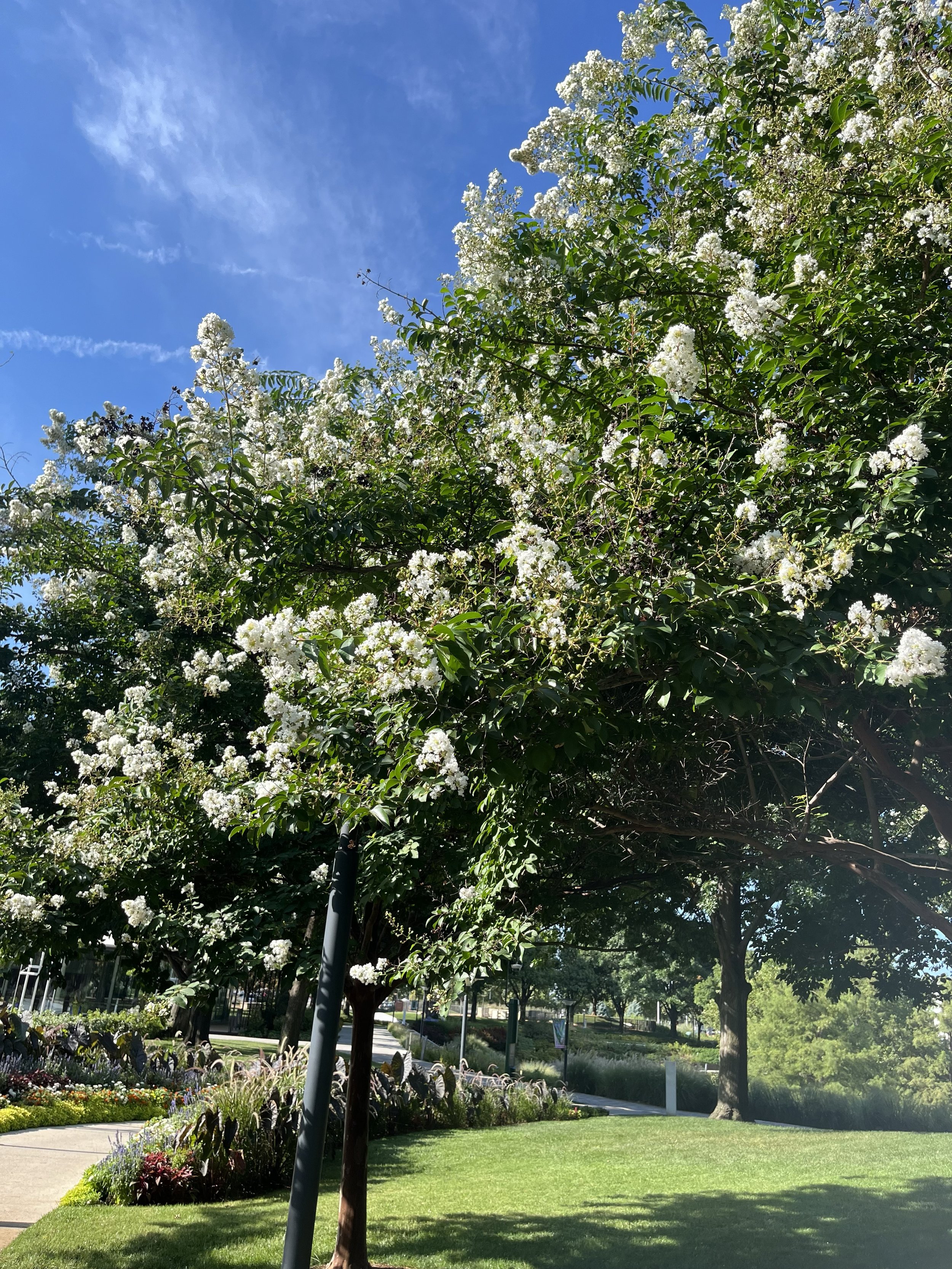 Crape Myrtle