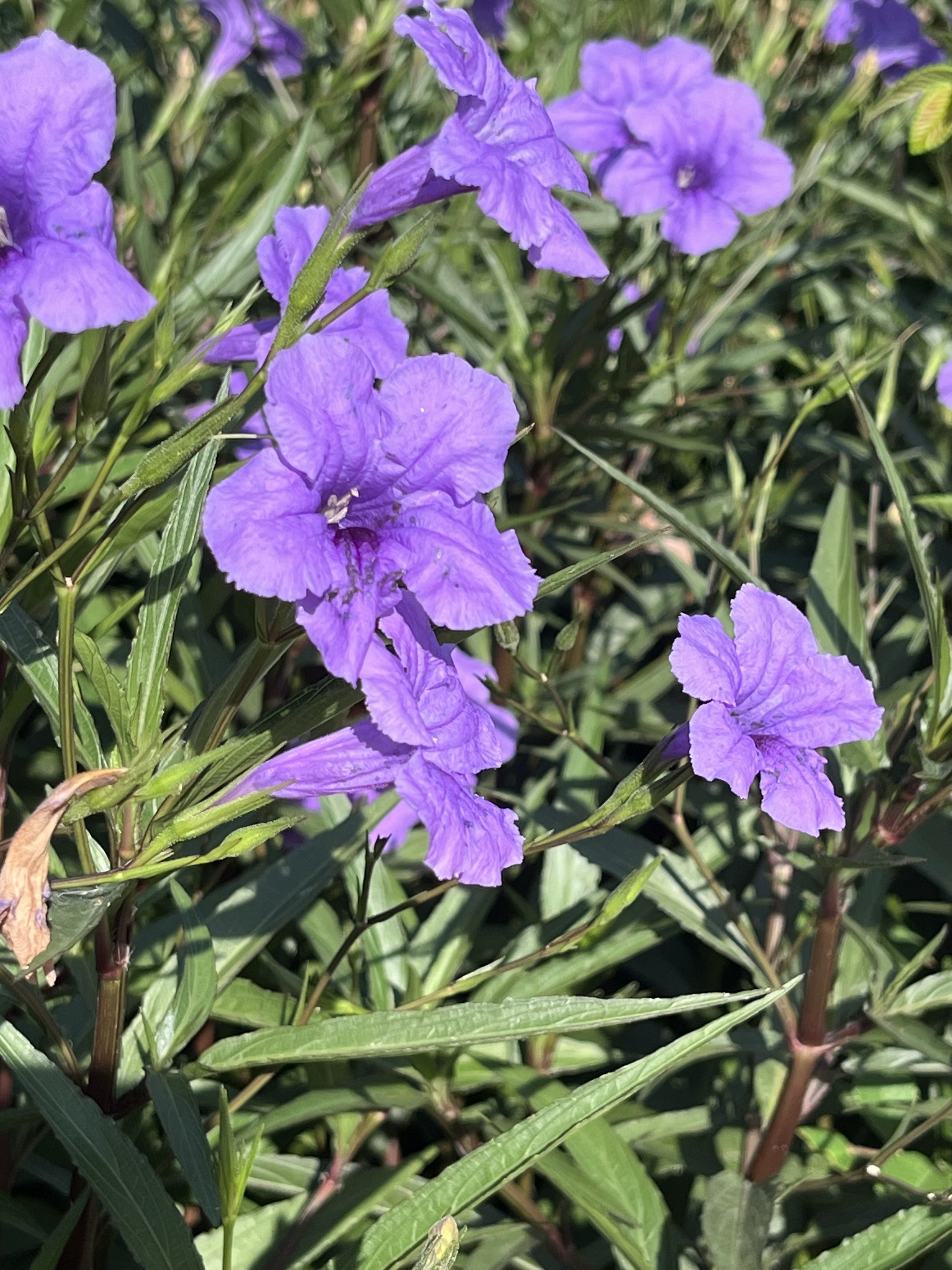 Mexican Petunia
