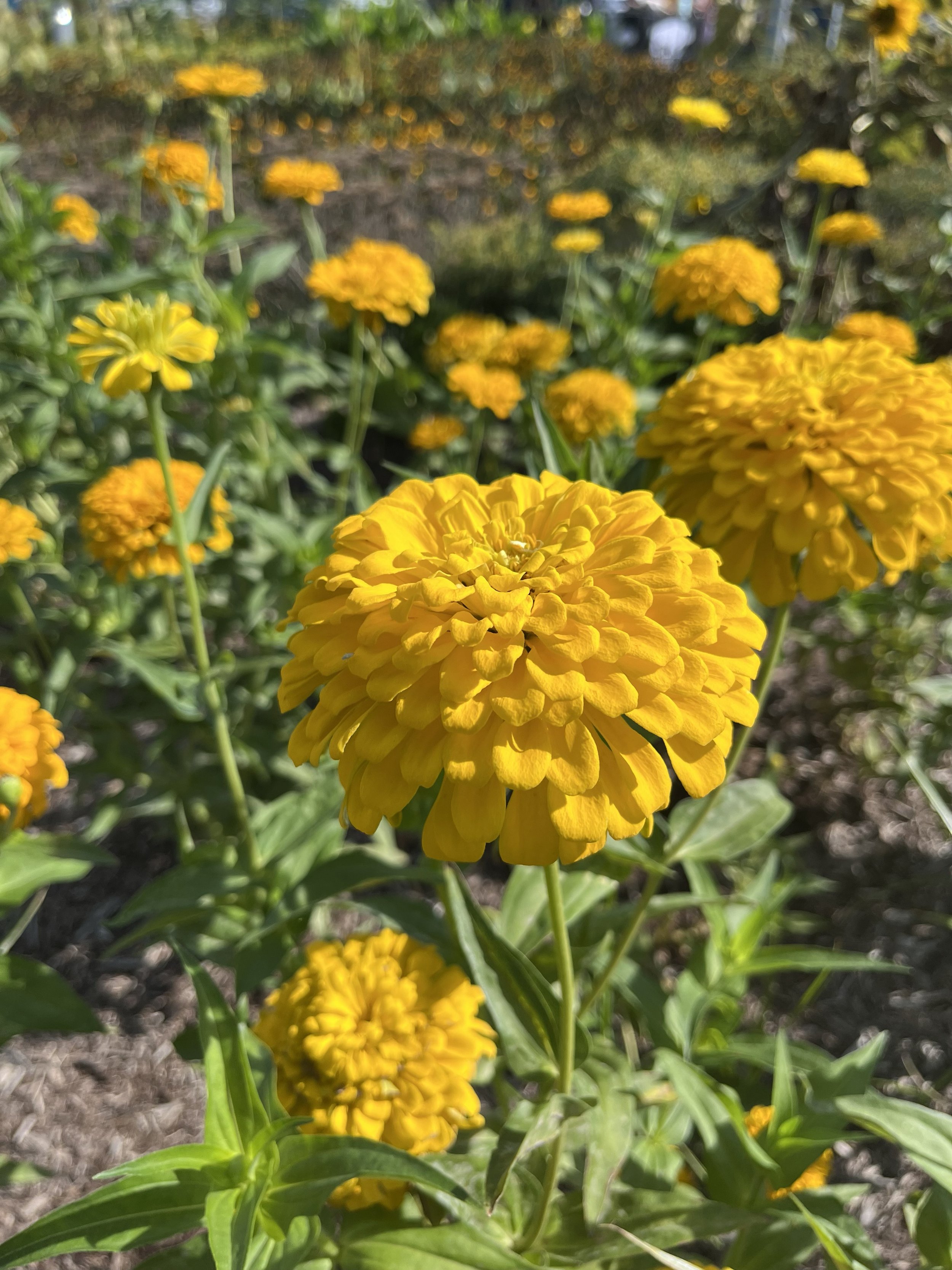 Zinnia
