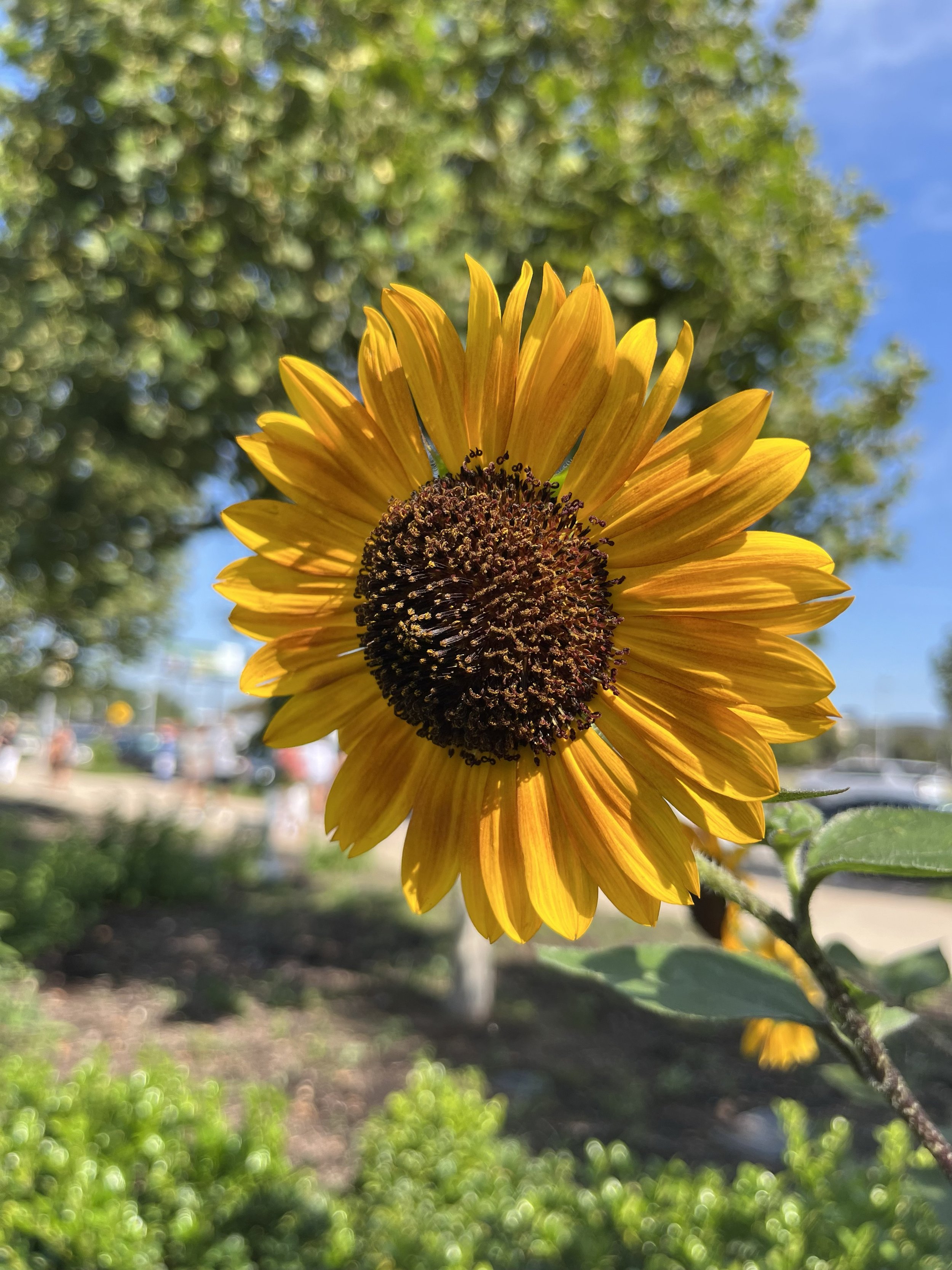 Sunflower
