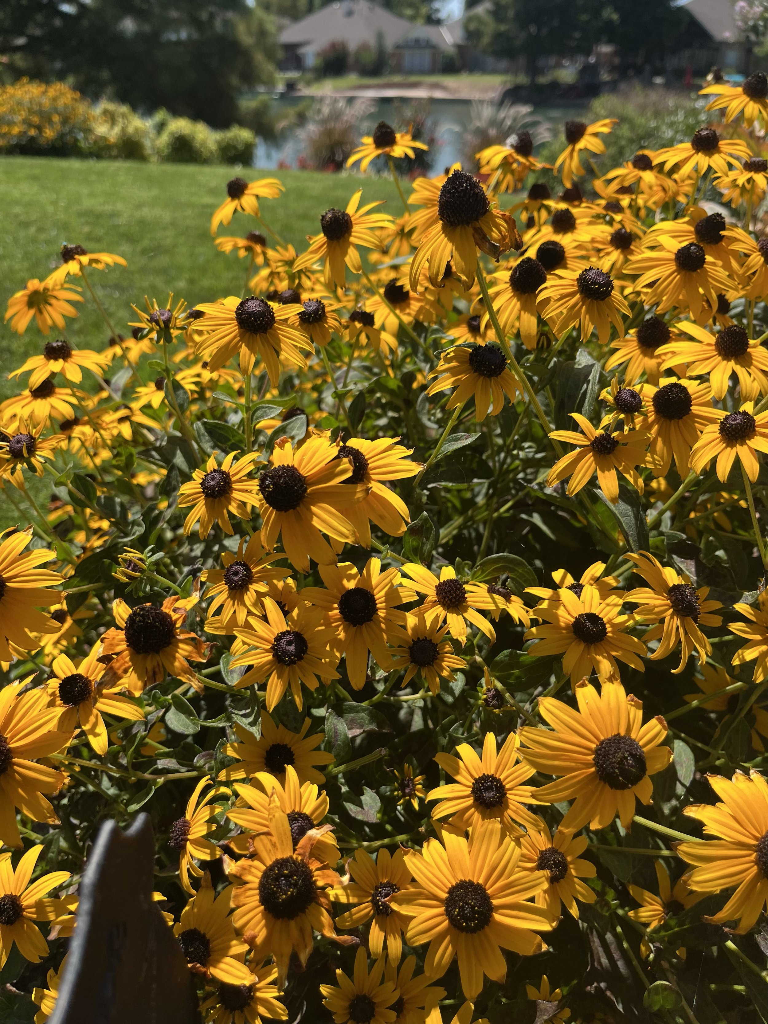 Black-eyed Susan