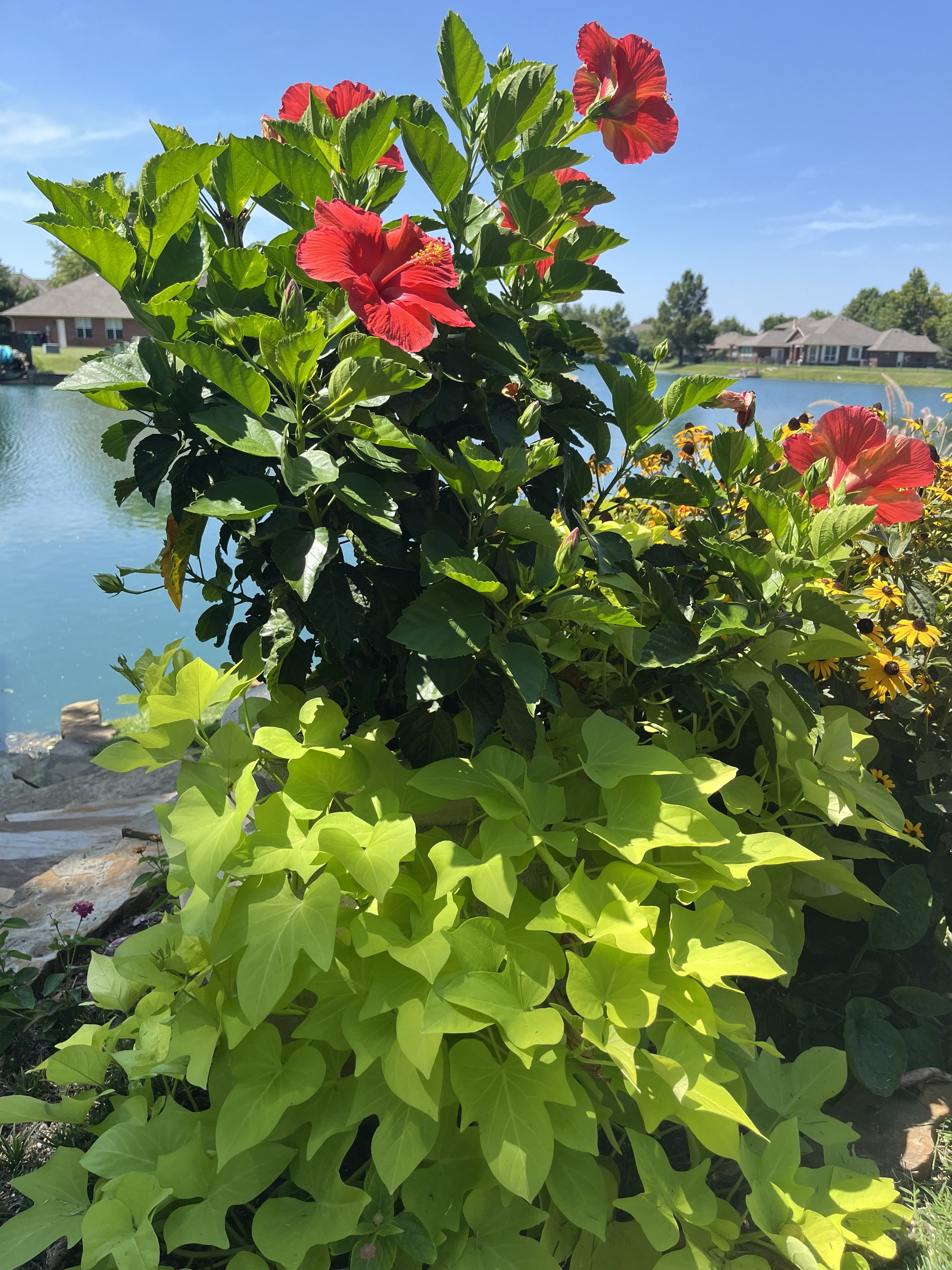 Tropical Hibiscus and Sweet Potato Vine