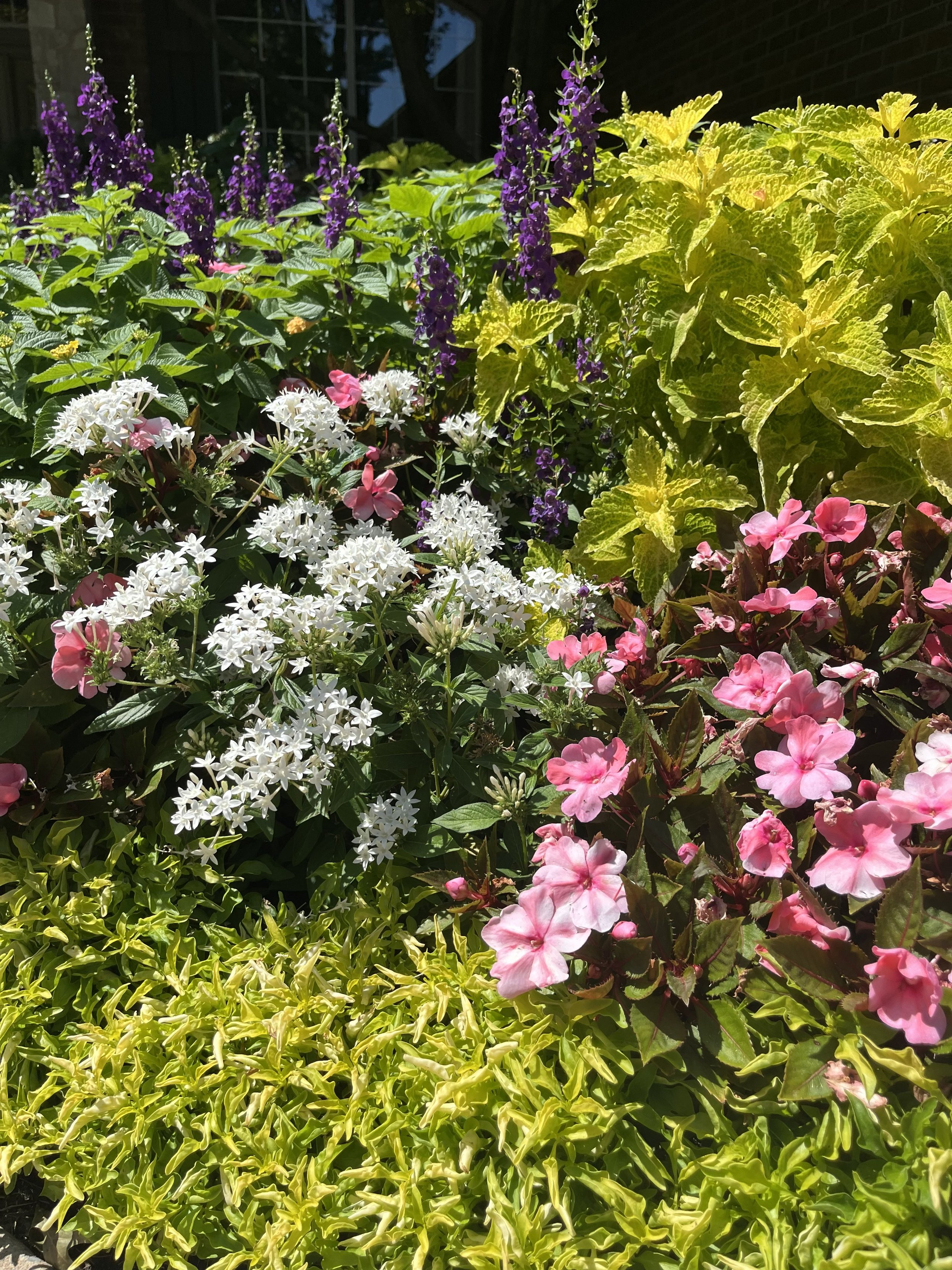 Penta, Sunpatien, Coleus, Joseph’s Coat, and Angelonia