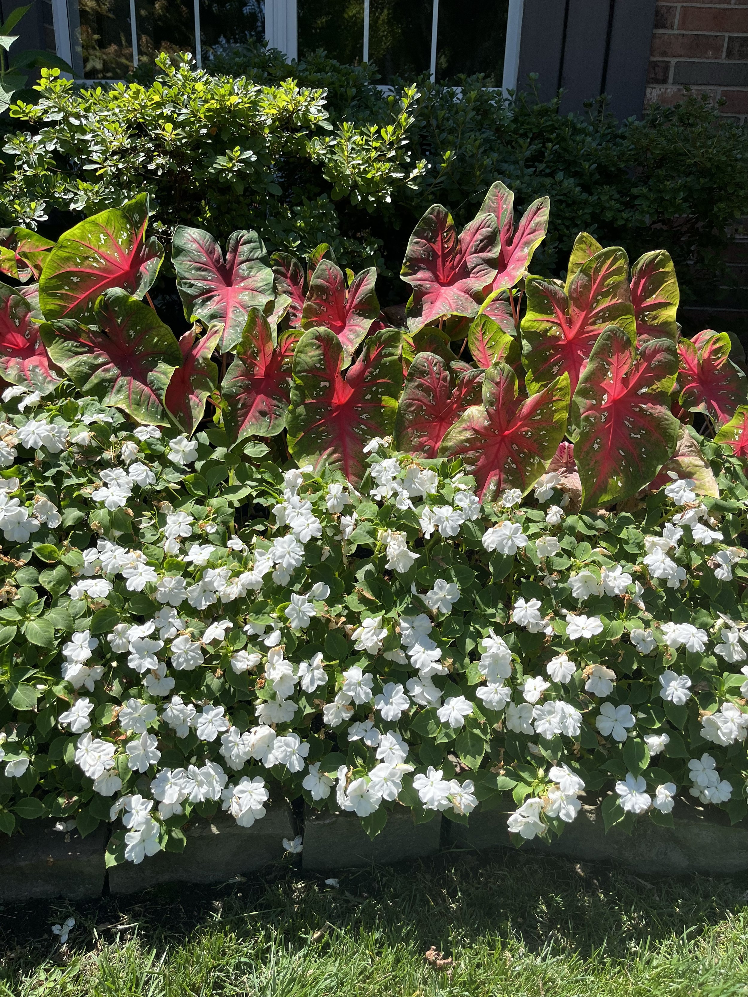 Caladium & Impatiens