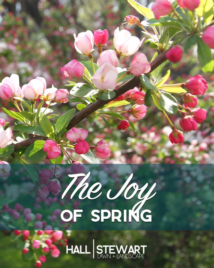 The Joy of Spring — Hall | Stewart Lawn & Landscape