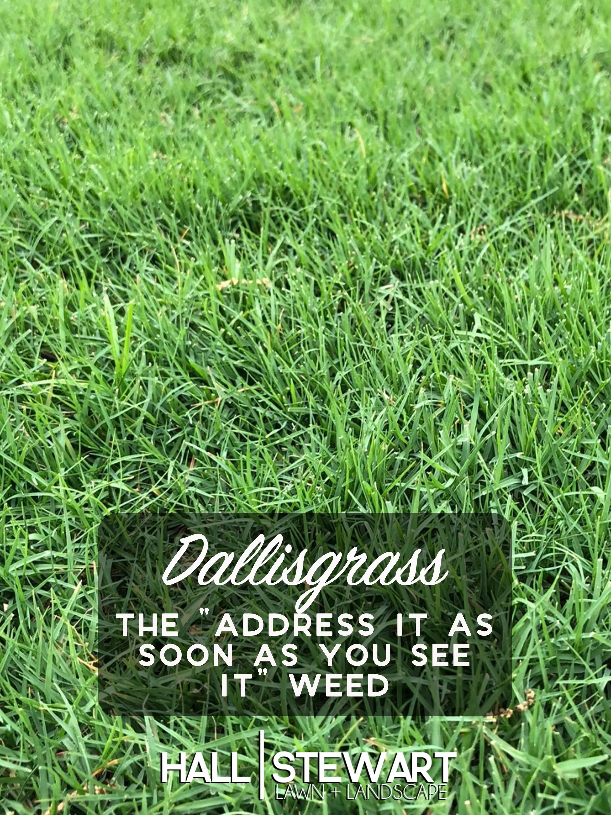 What Is The Different Between Dallisgrass Vs Crabgrass 47 OFF What Is The Different Between Dallisgrass Vs Crabgrass 47 OFF
