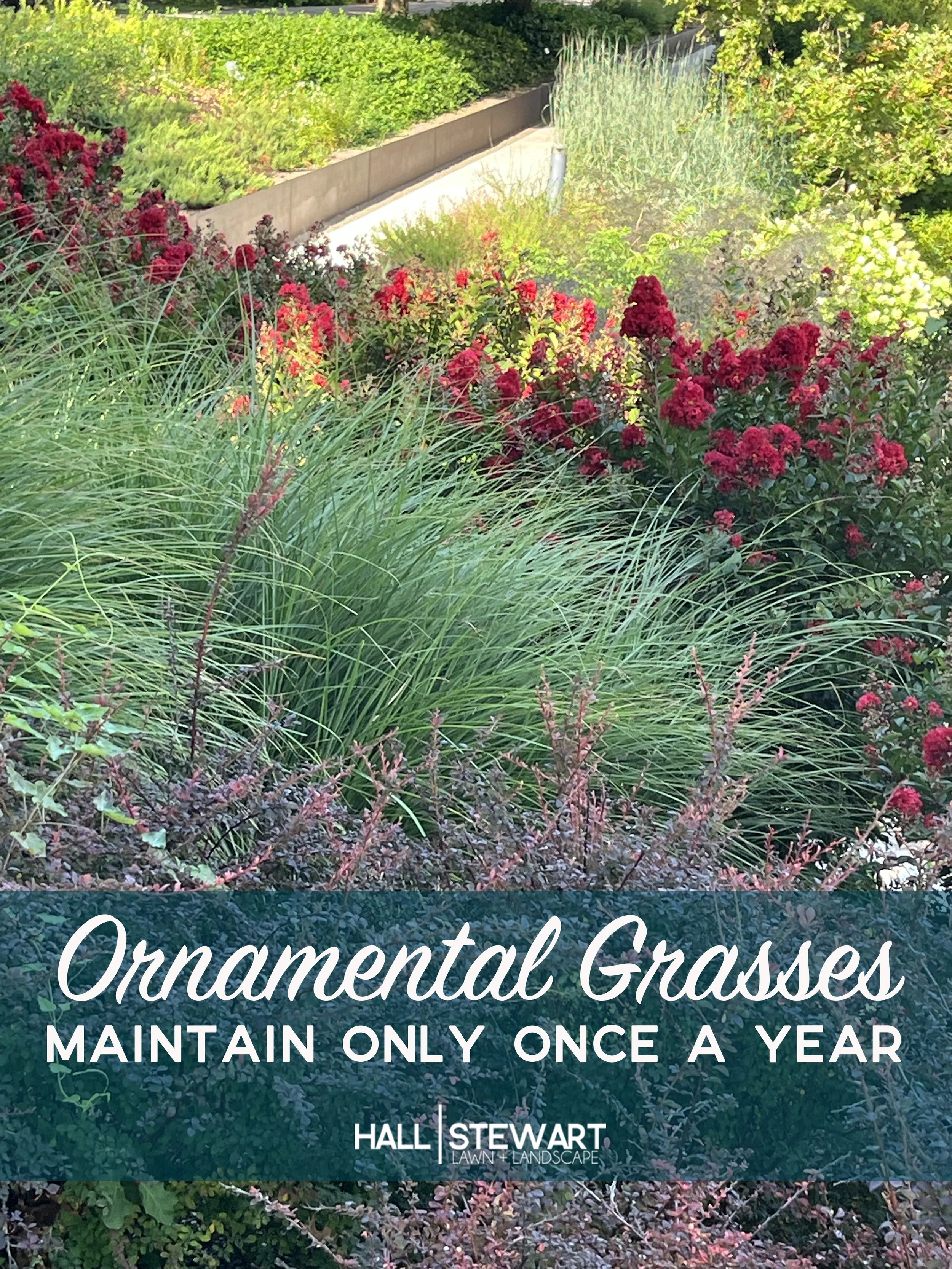 Ornamental Grasses – The Single Maintenance Per Year Plant! — Hall