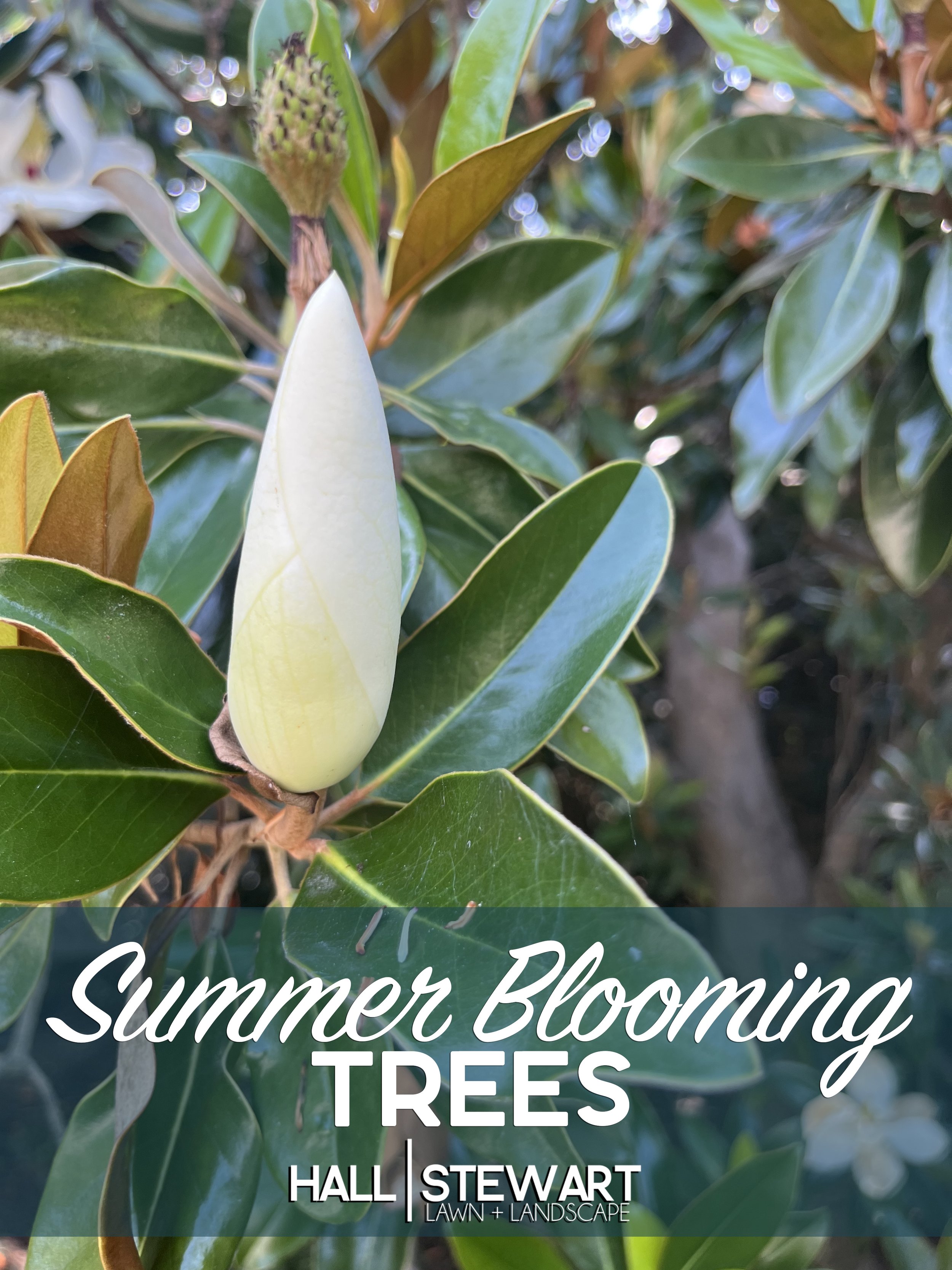 Summer Blooming Trees 2026.jpg
