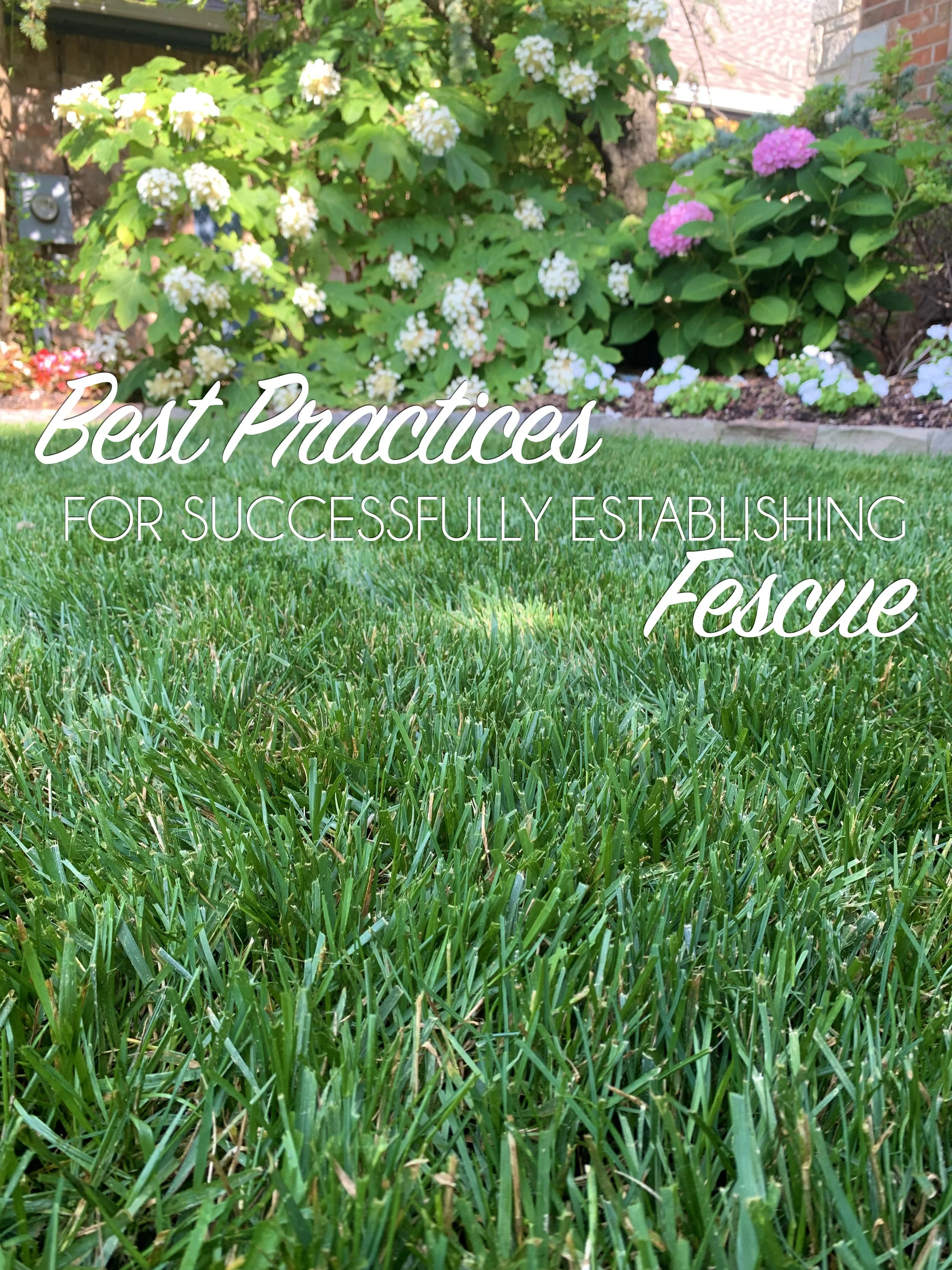 Best Practices for Successfully Establishing Fescue — Hall Stewart