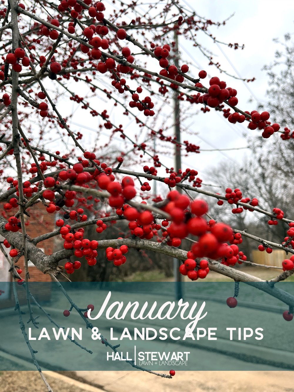 January Lawn & Landscape Tips 2026.jpg