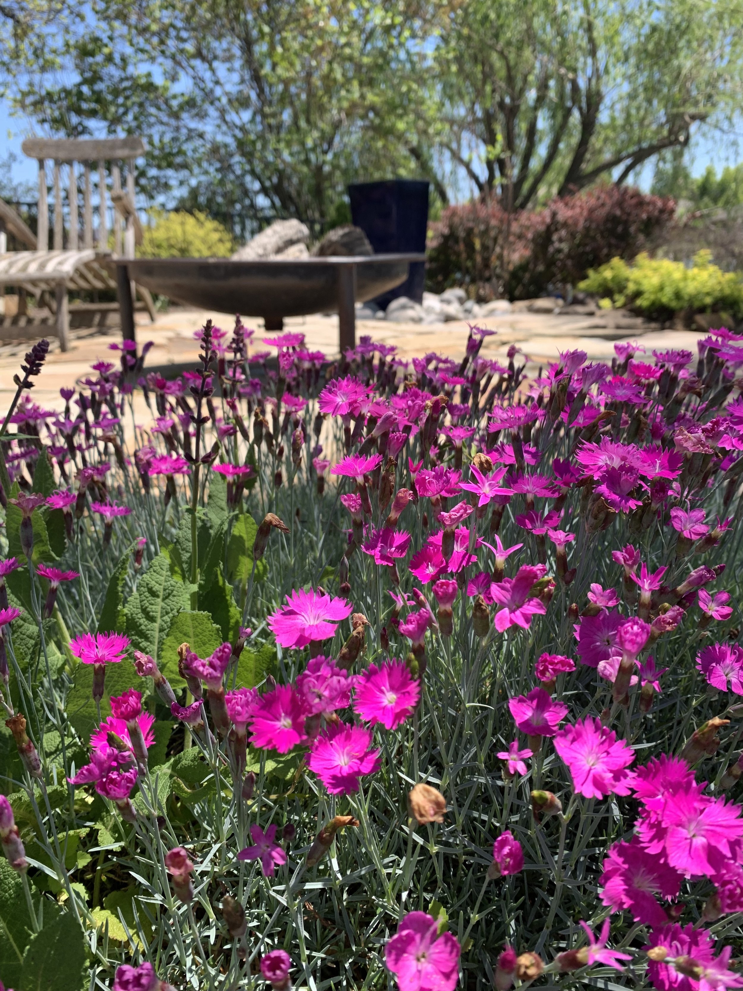 Image of Pansies companion plant for dianthus firewitch