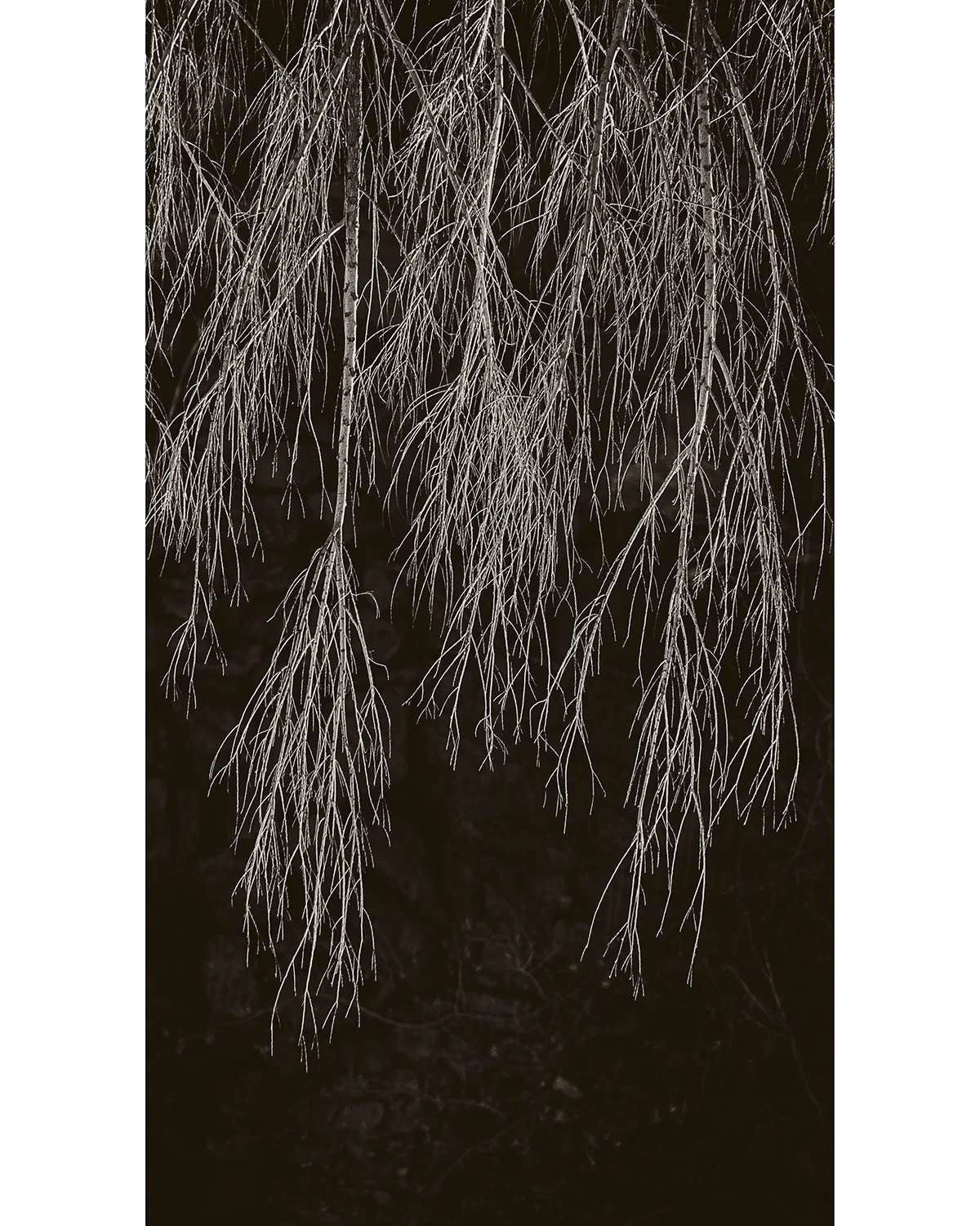 Reflected Winter Branches, Utah