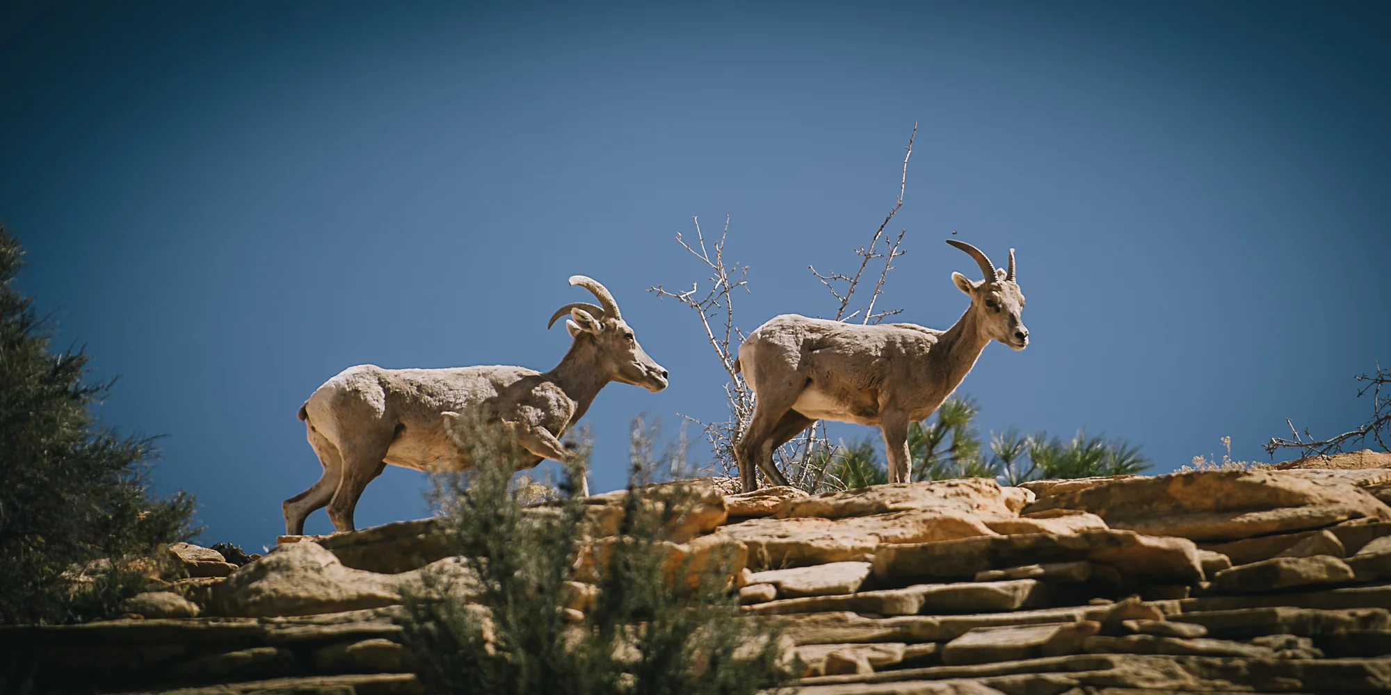 Bighorn Sheep, Utah