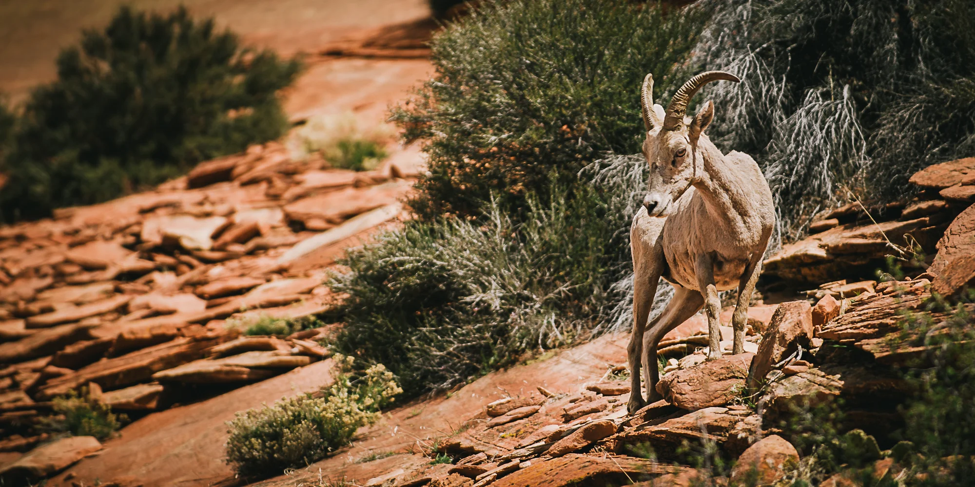 Bighorn Sheep, Zion National Park