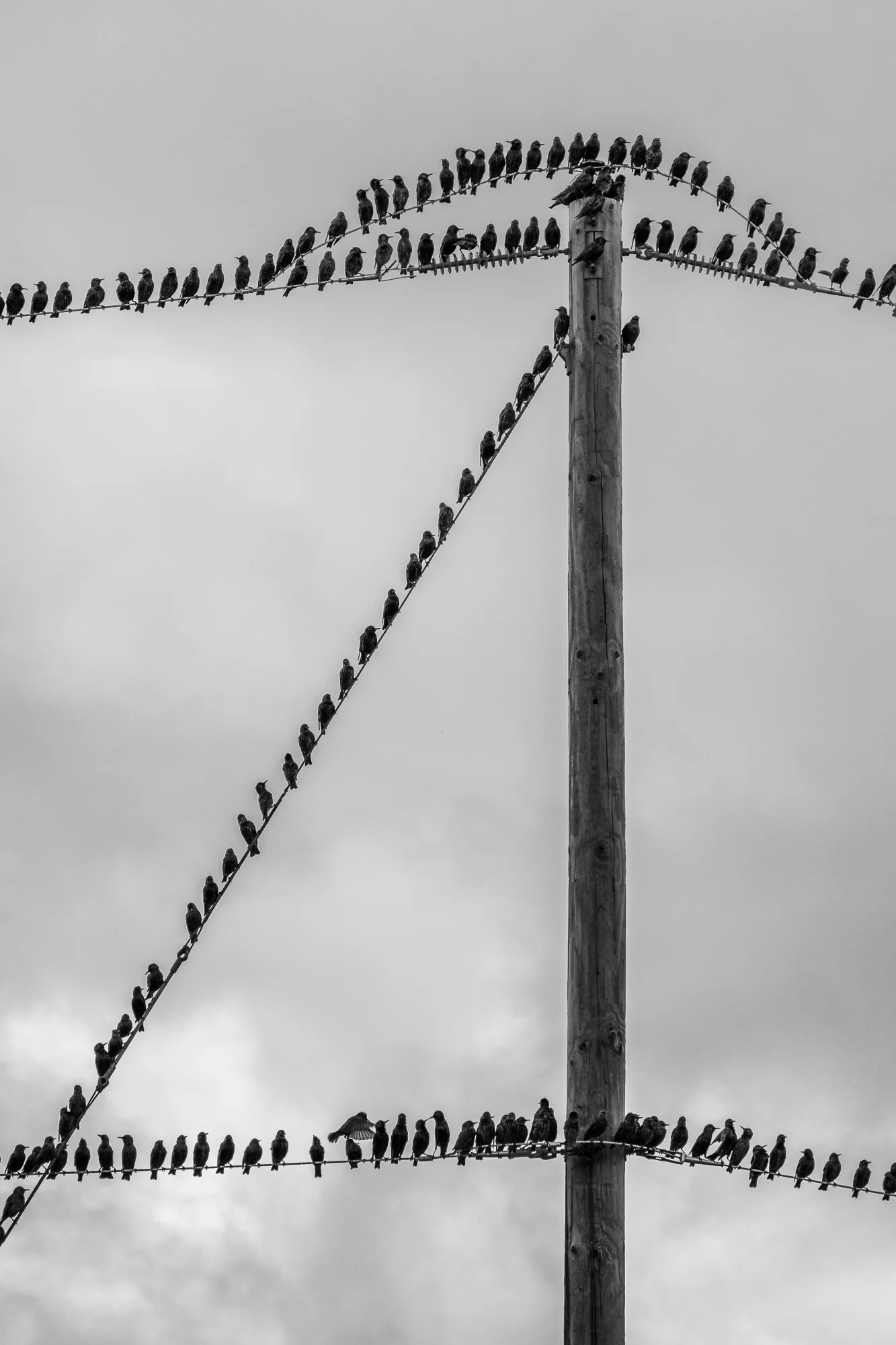 Birds on a Wire, Utah