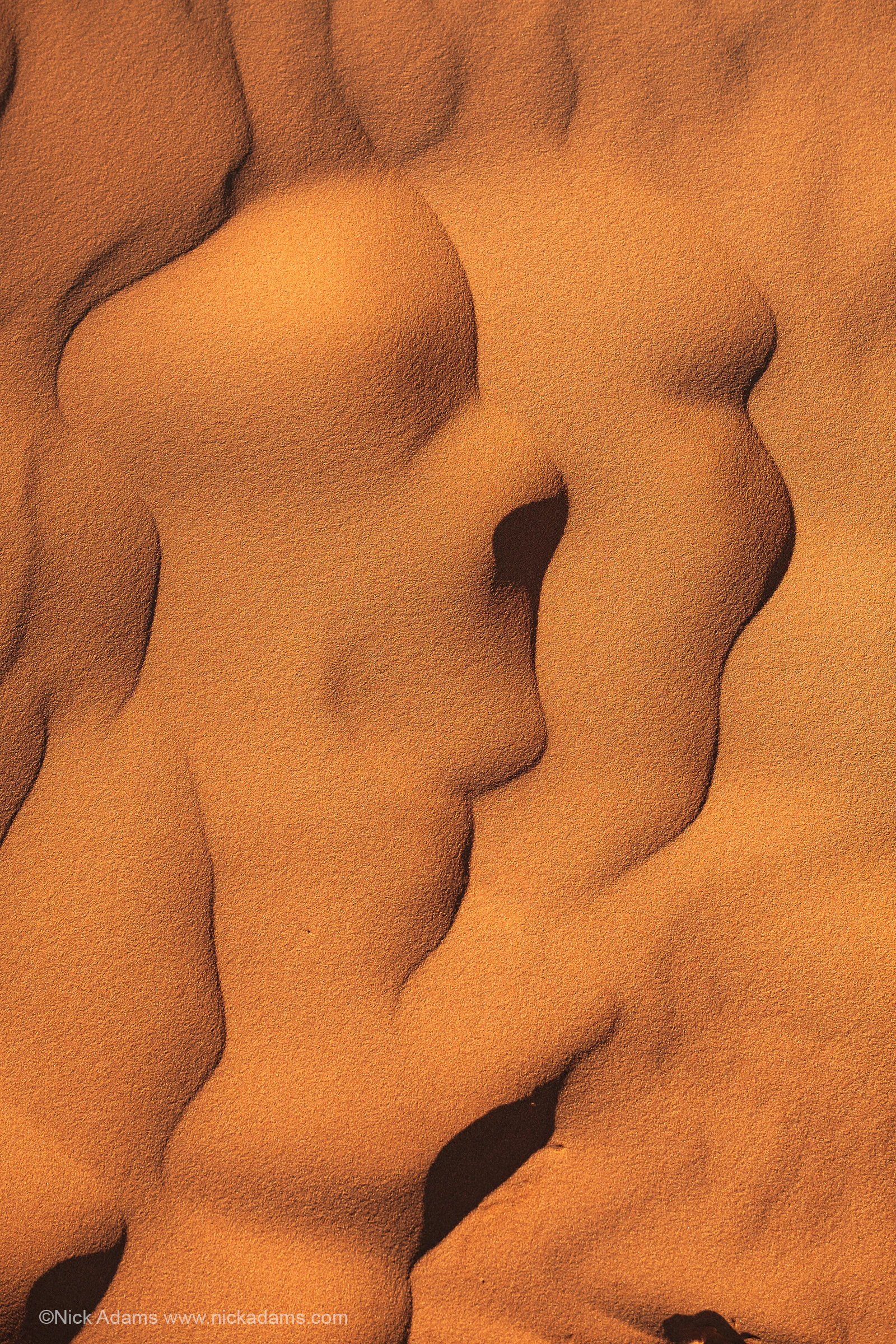 Detail at Coral Pink Sand Dunes, Utah