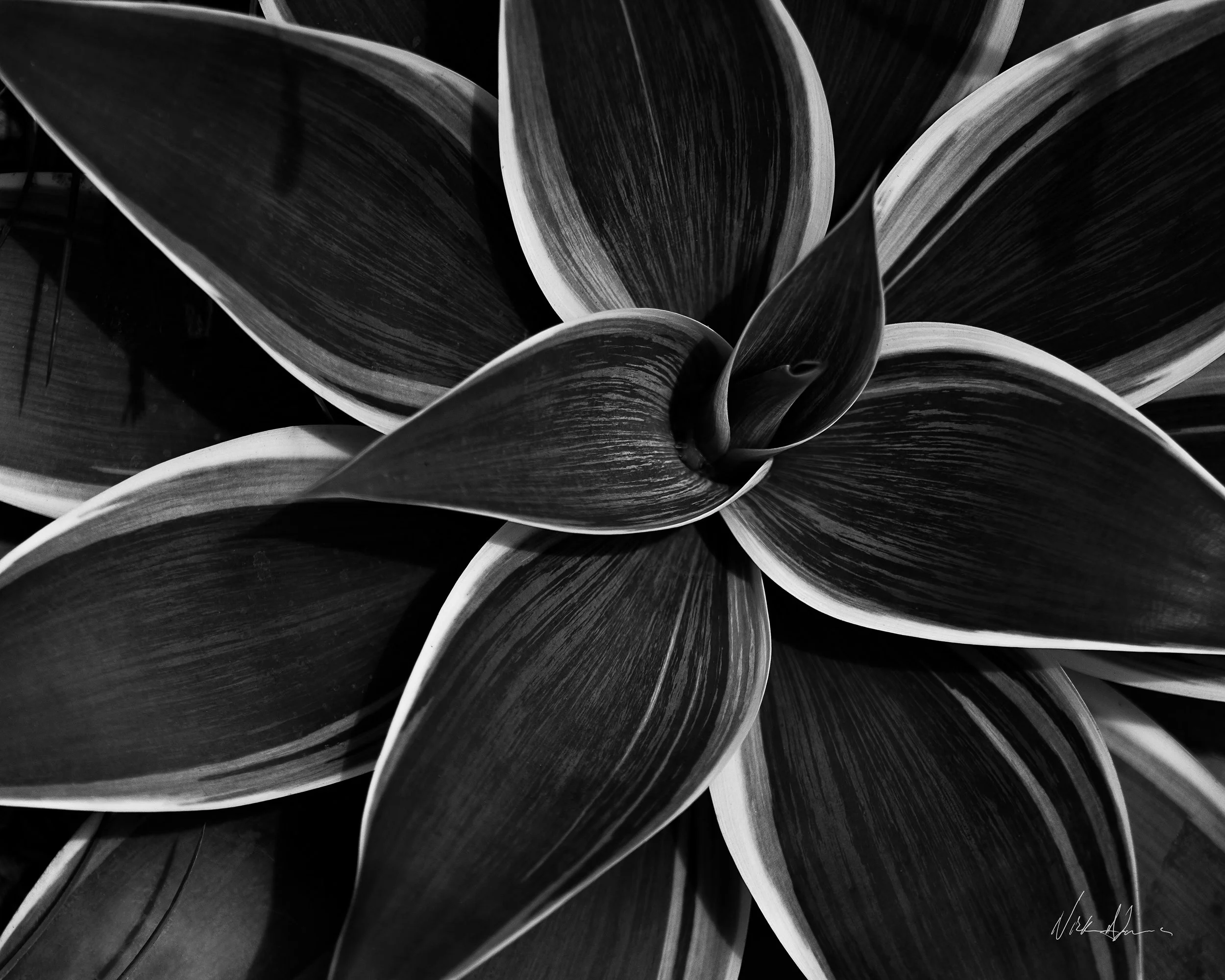 SUCCULLENT Corona del Mar, CA (2018)