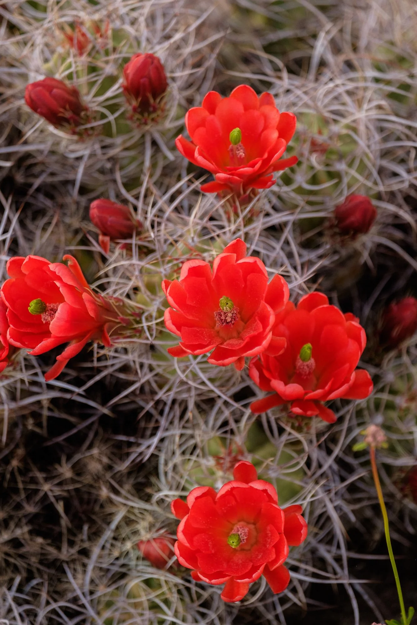 Cactus Blooms, Utah