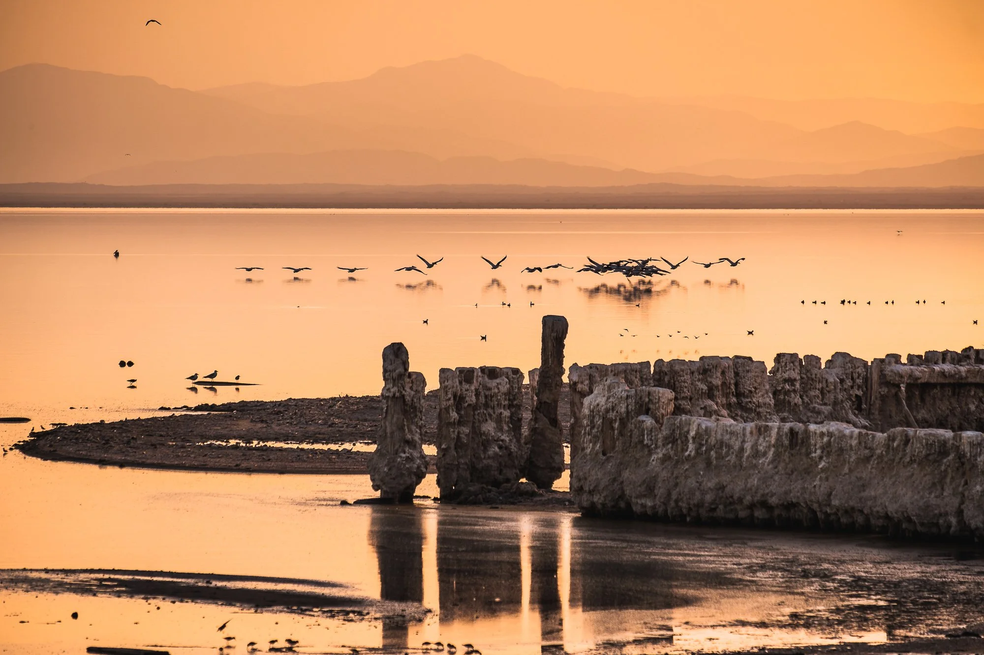 Birds on the Salton Sea, California