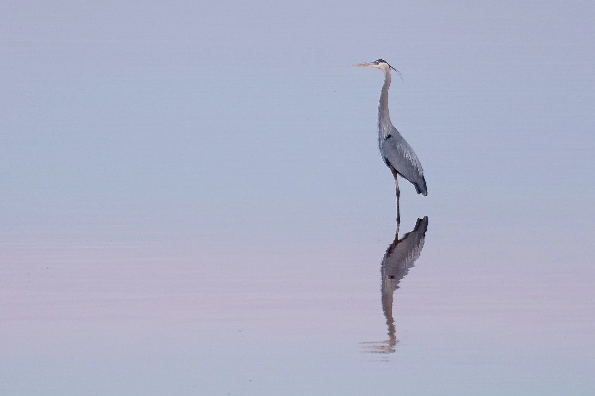 Heron, Salton Sea, California