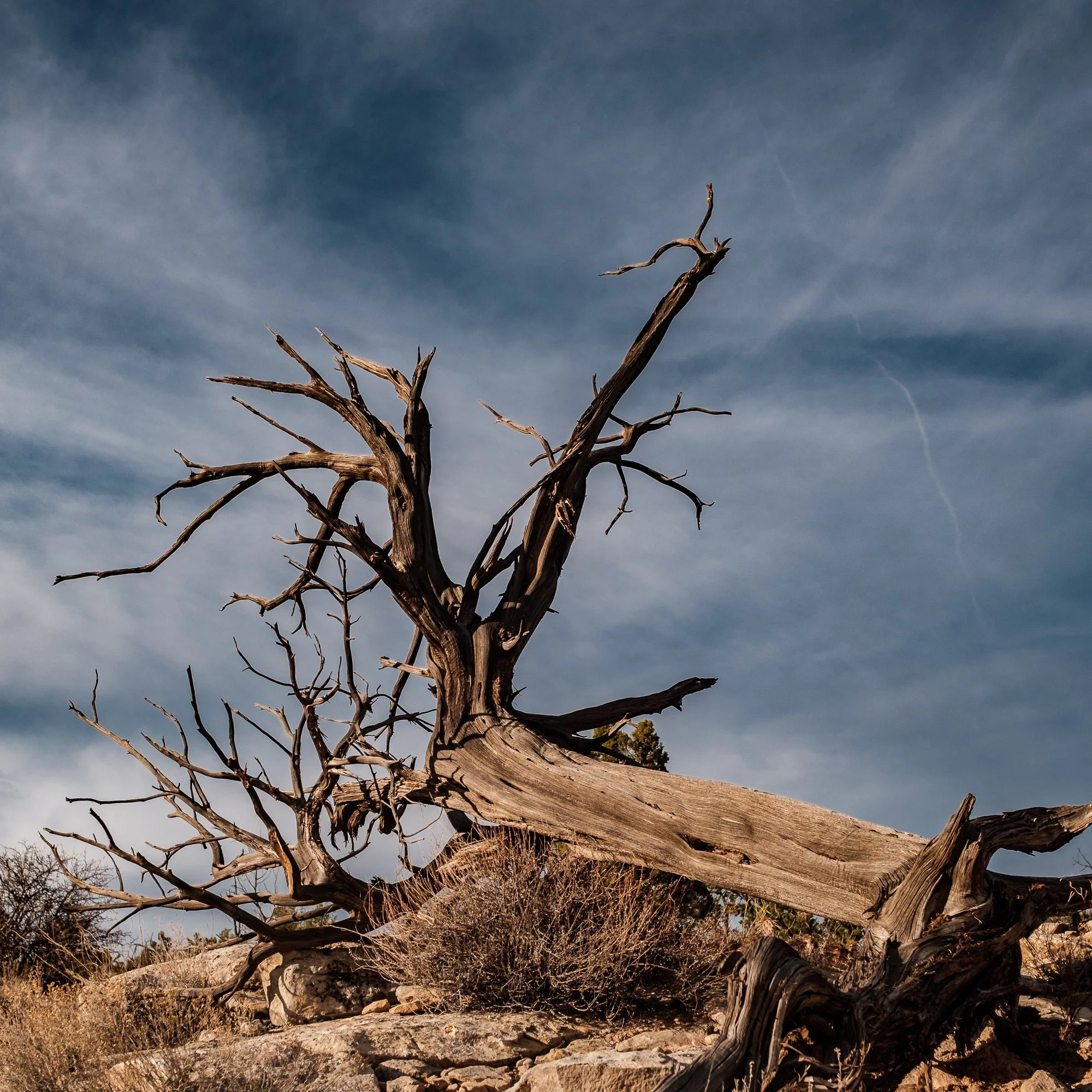 Fallen Tree, Utah