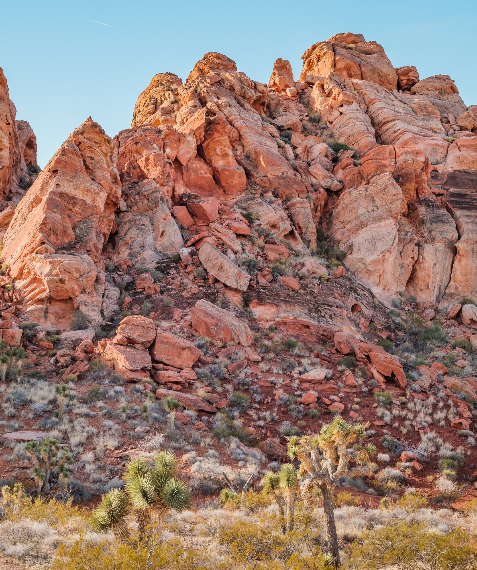 Joshua Tree, California