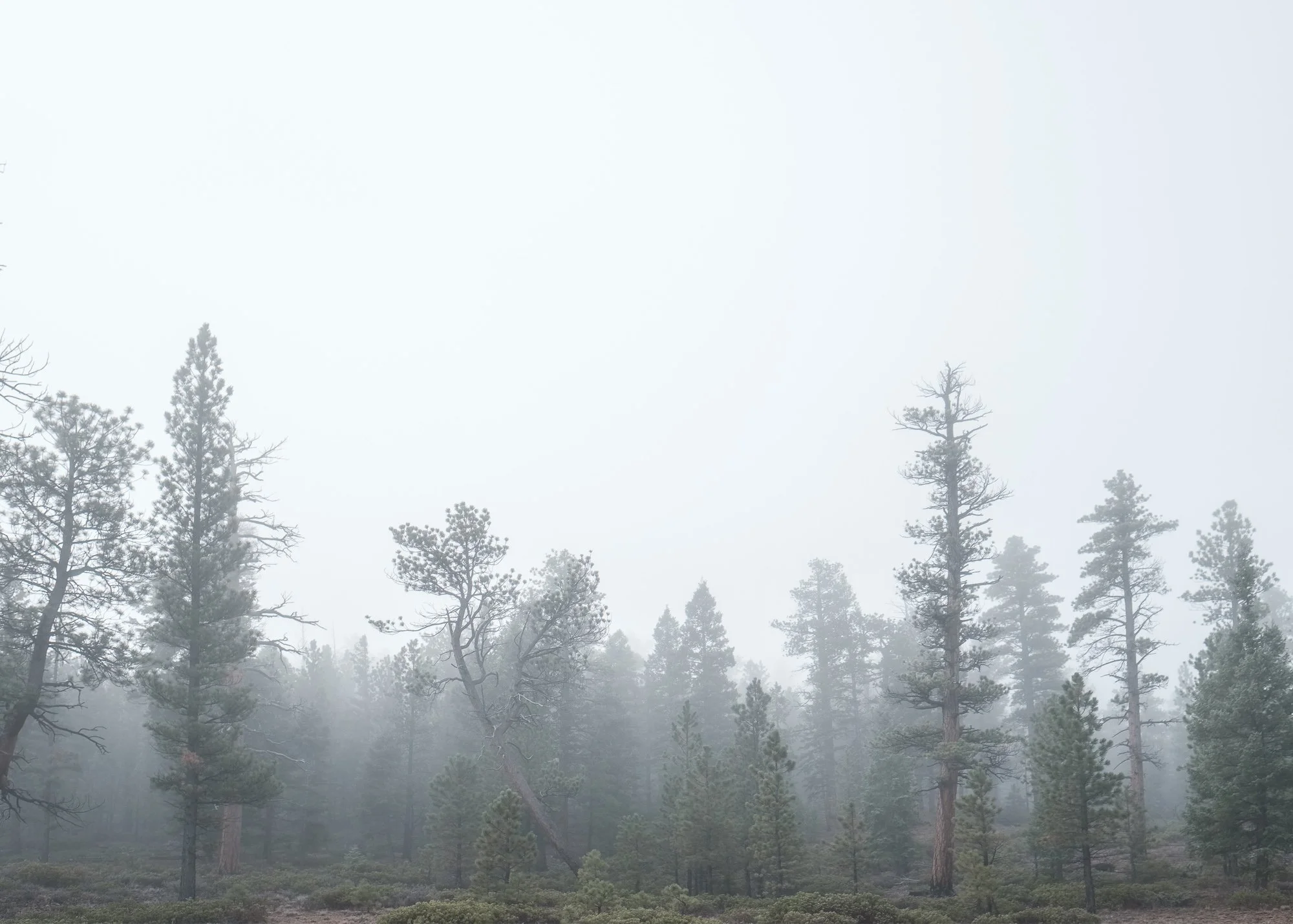 Mist, Bryce Canyon, Utah