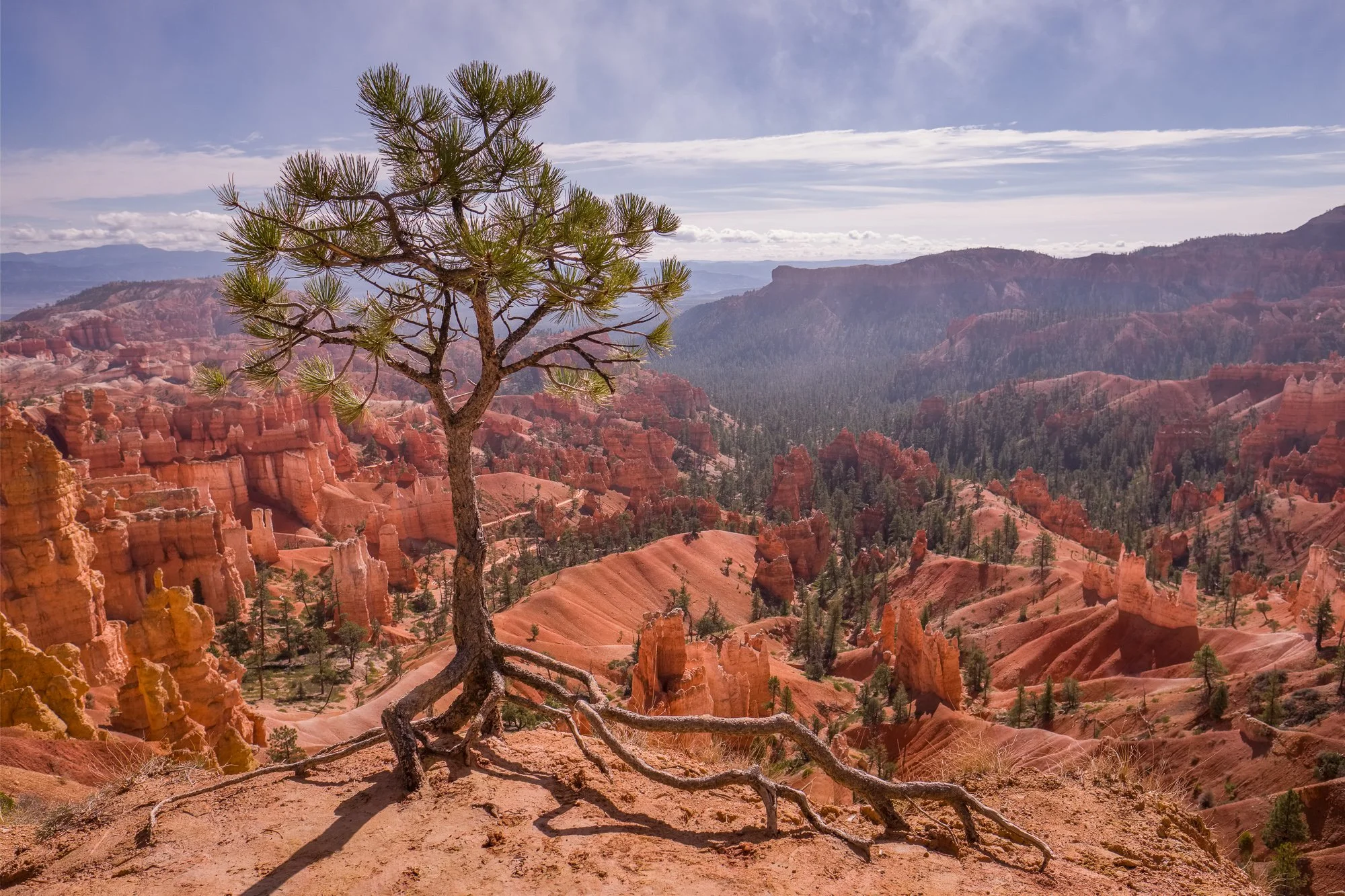 Lone Pine, Bryce Canyon, Utah