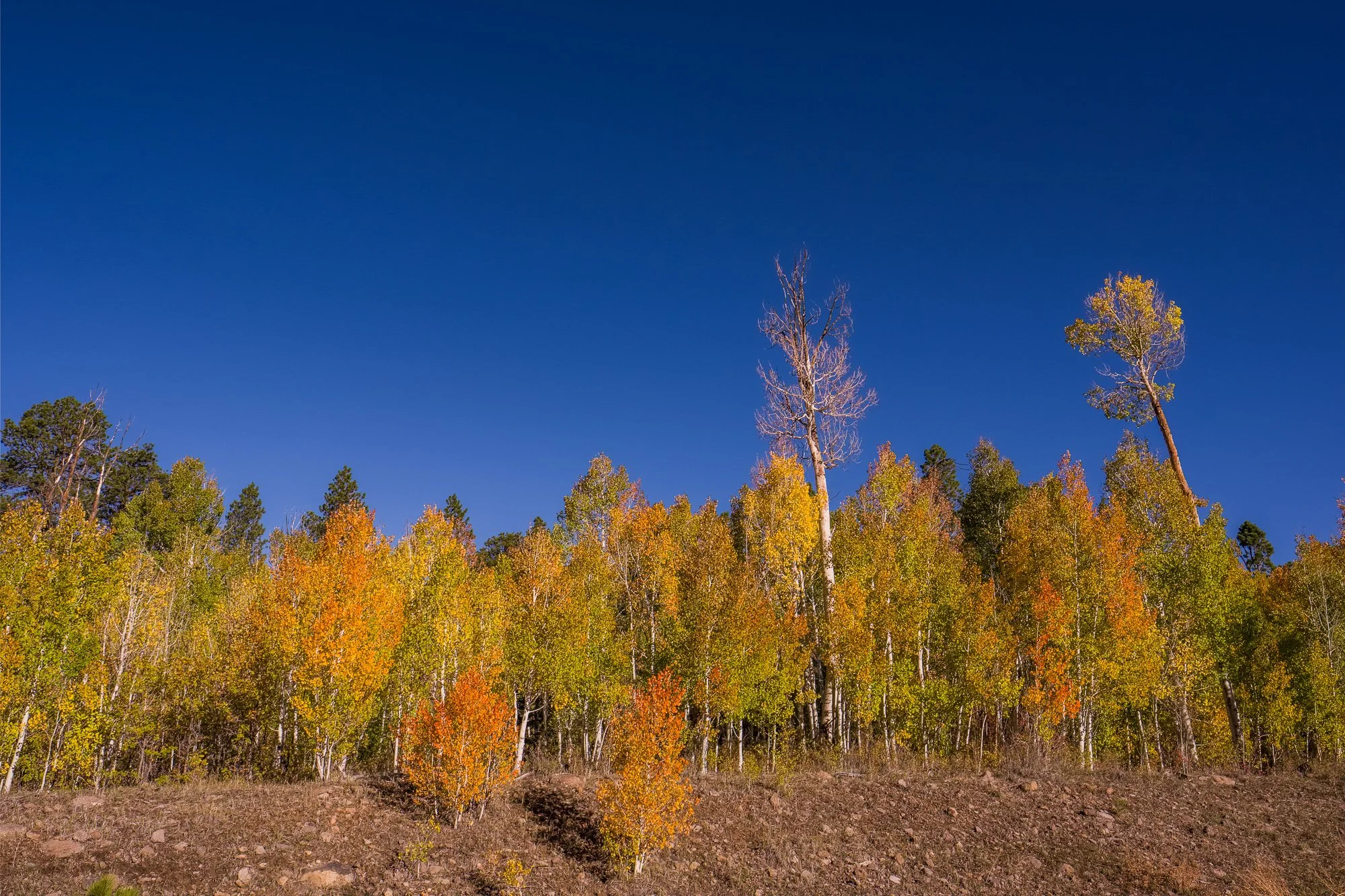 Fall Foilage, HWY 12, Utah