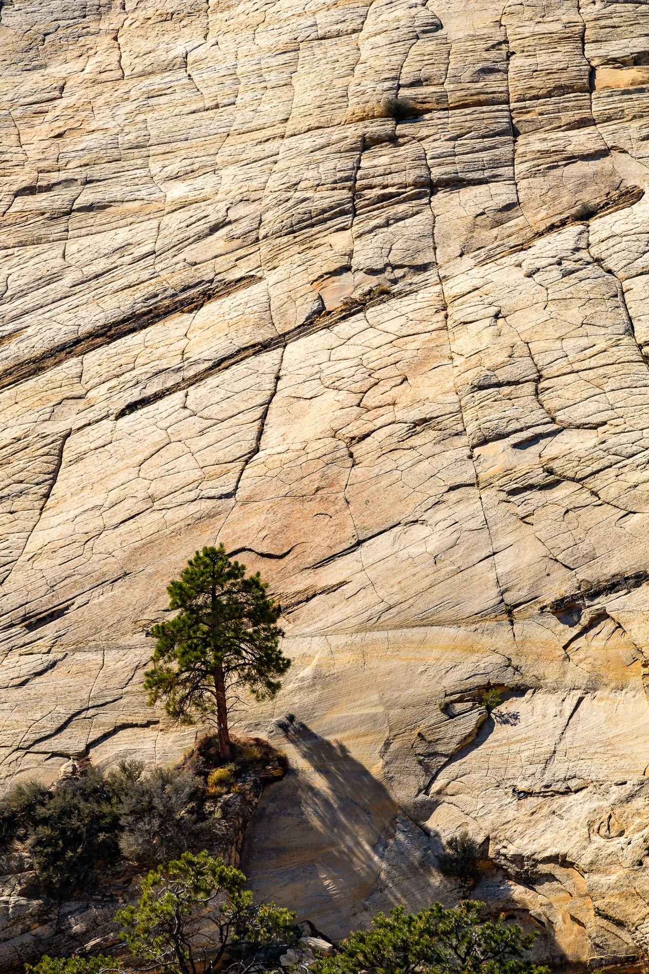 Lone Pine, near Escalante, Utah