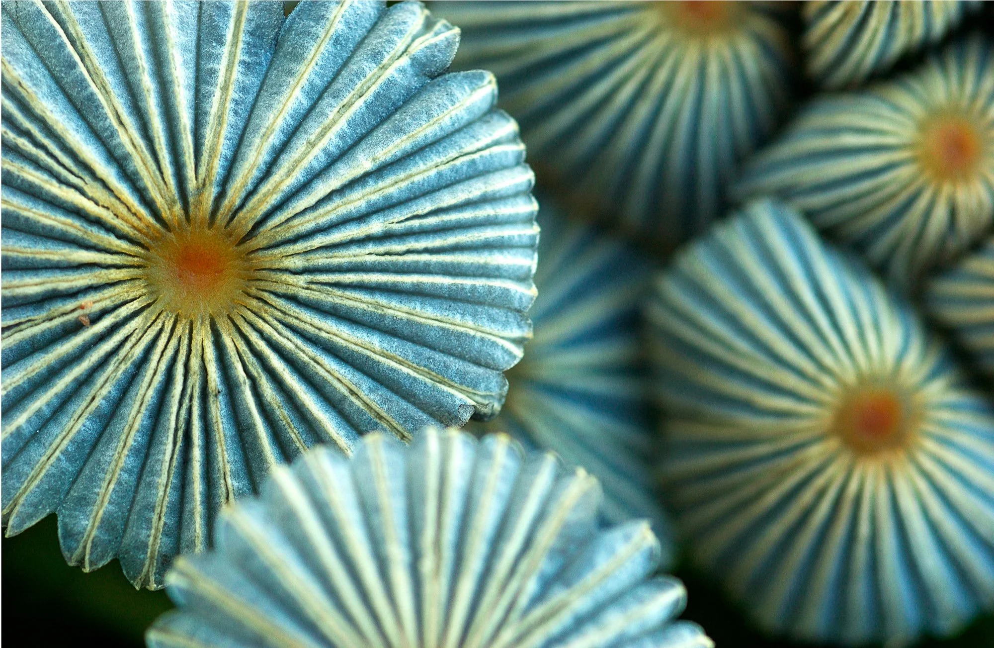 Mushroom Detail, Utah