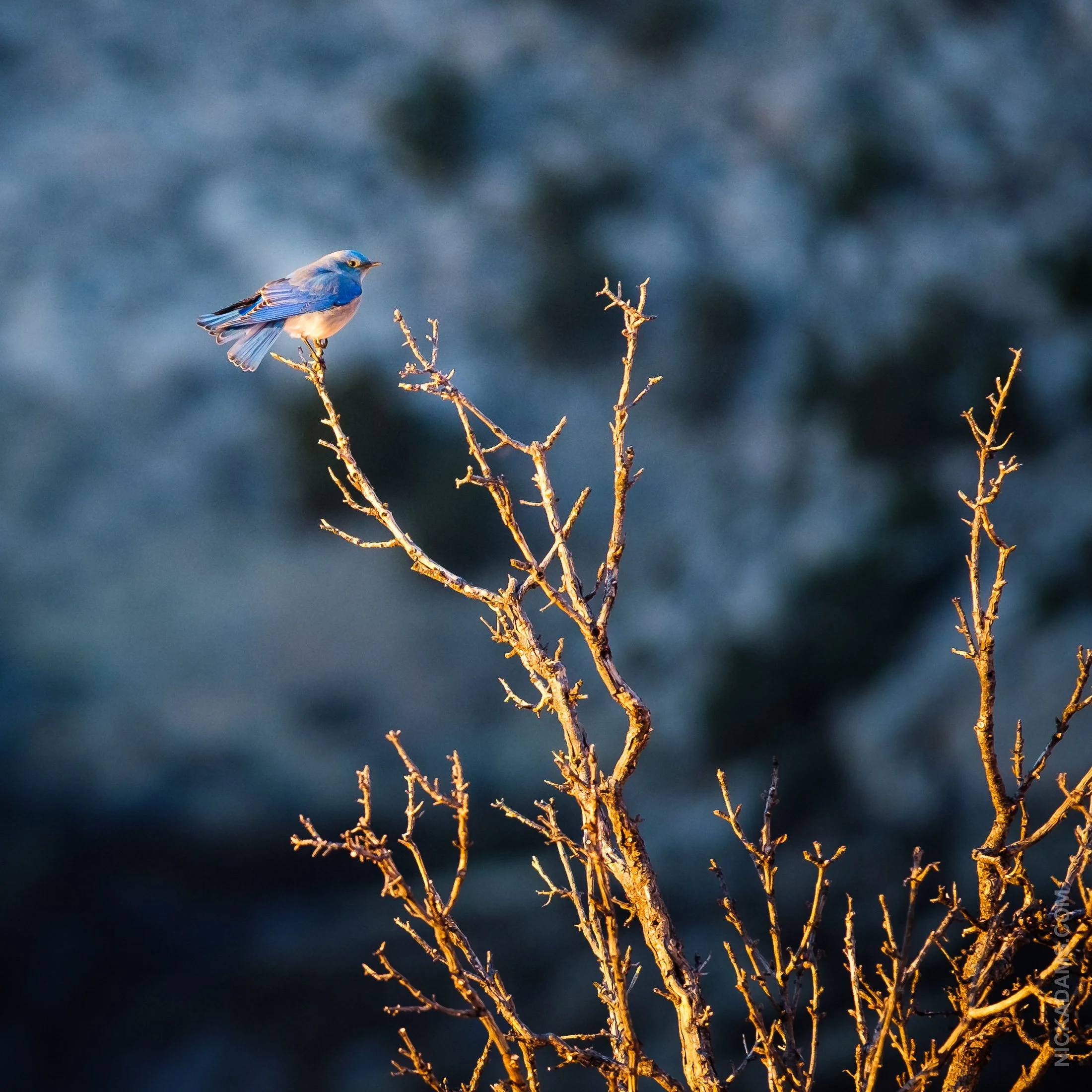 Mountain Bluebird, Utah
