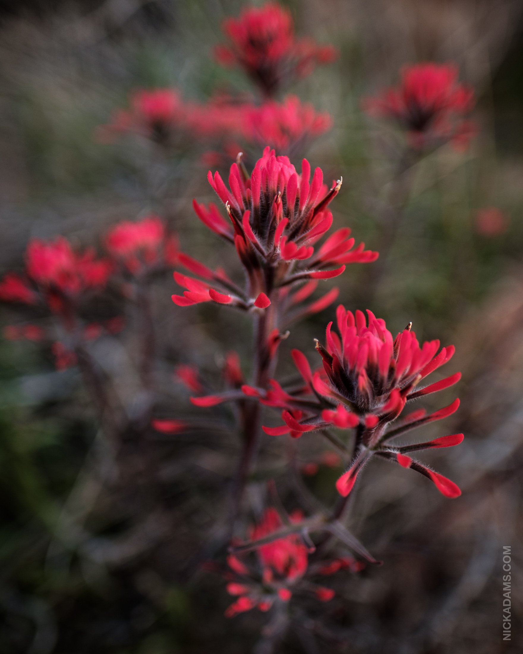 Indian Paintbrush, Utah