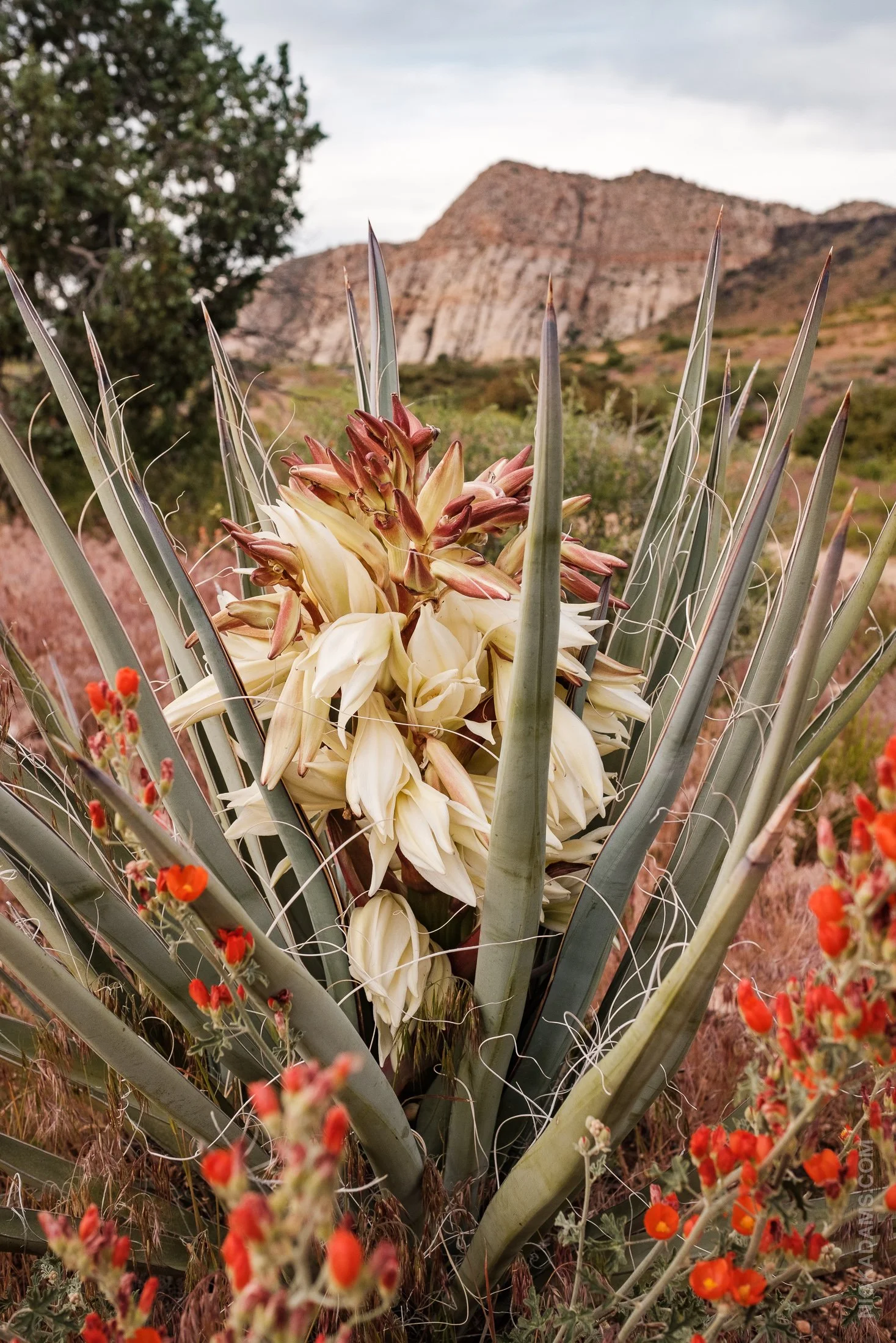 Yucca and Globemallow, Utah