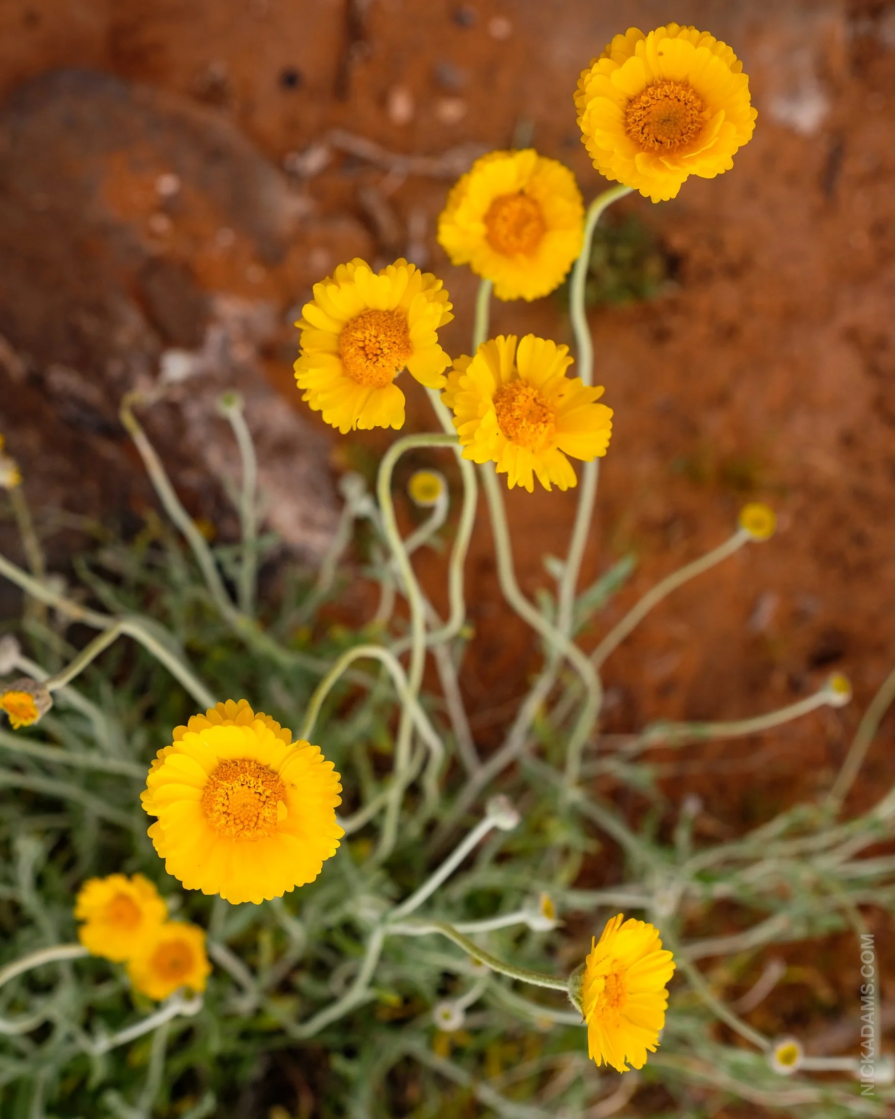 Yellow Blooms, Utah