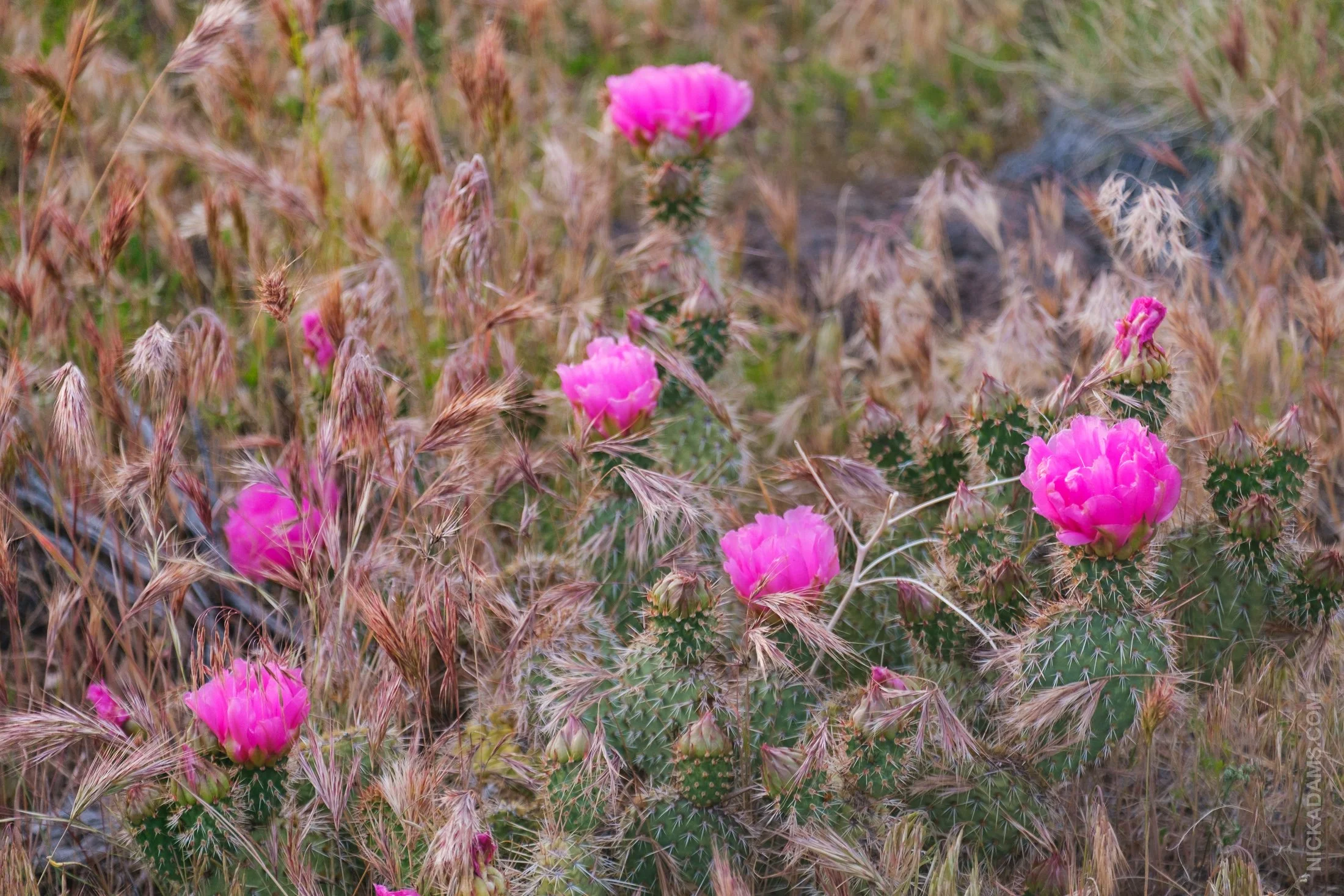 Cactus Blooms, Utah