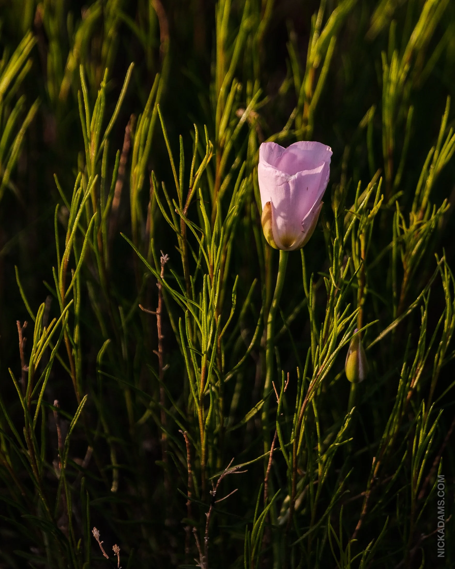 Wildflower Bloom, Cedar Mountain, Utah