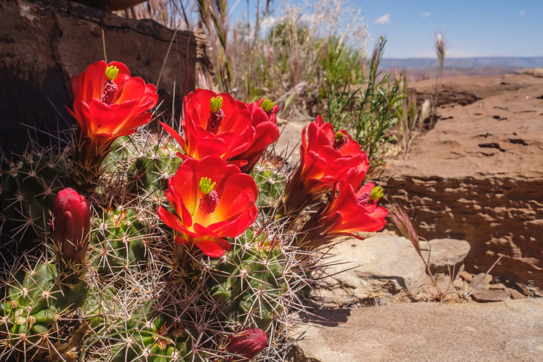Cactus Blooms, Utah