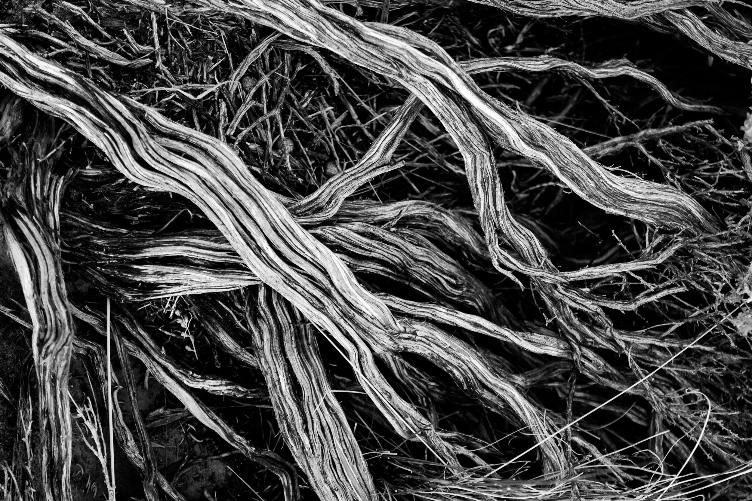 Sage Wood Detail, Utah