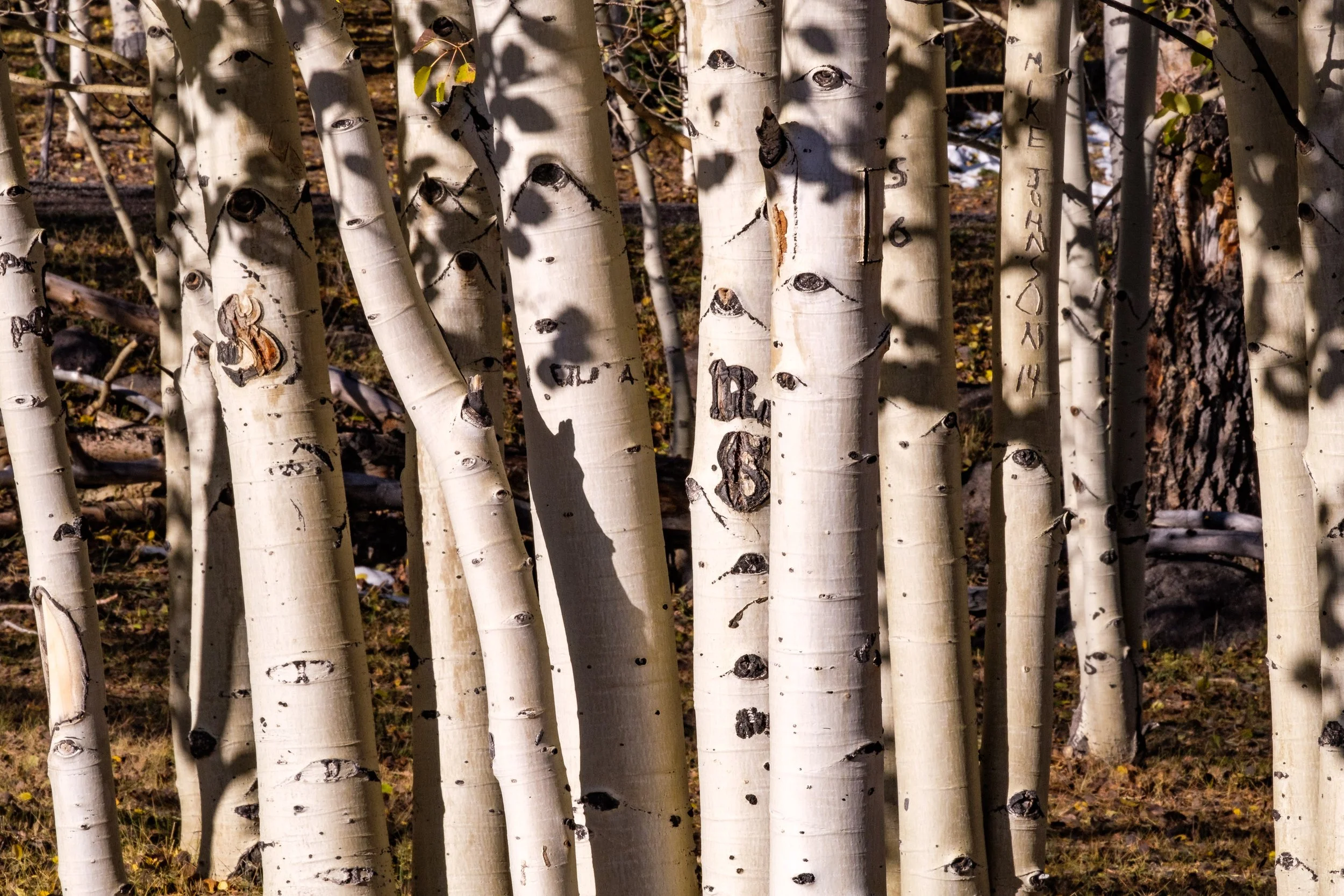 Aspen Detail, Utah