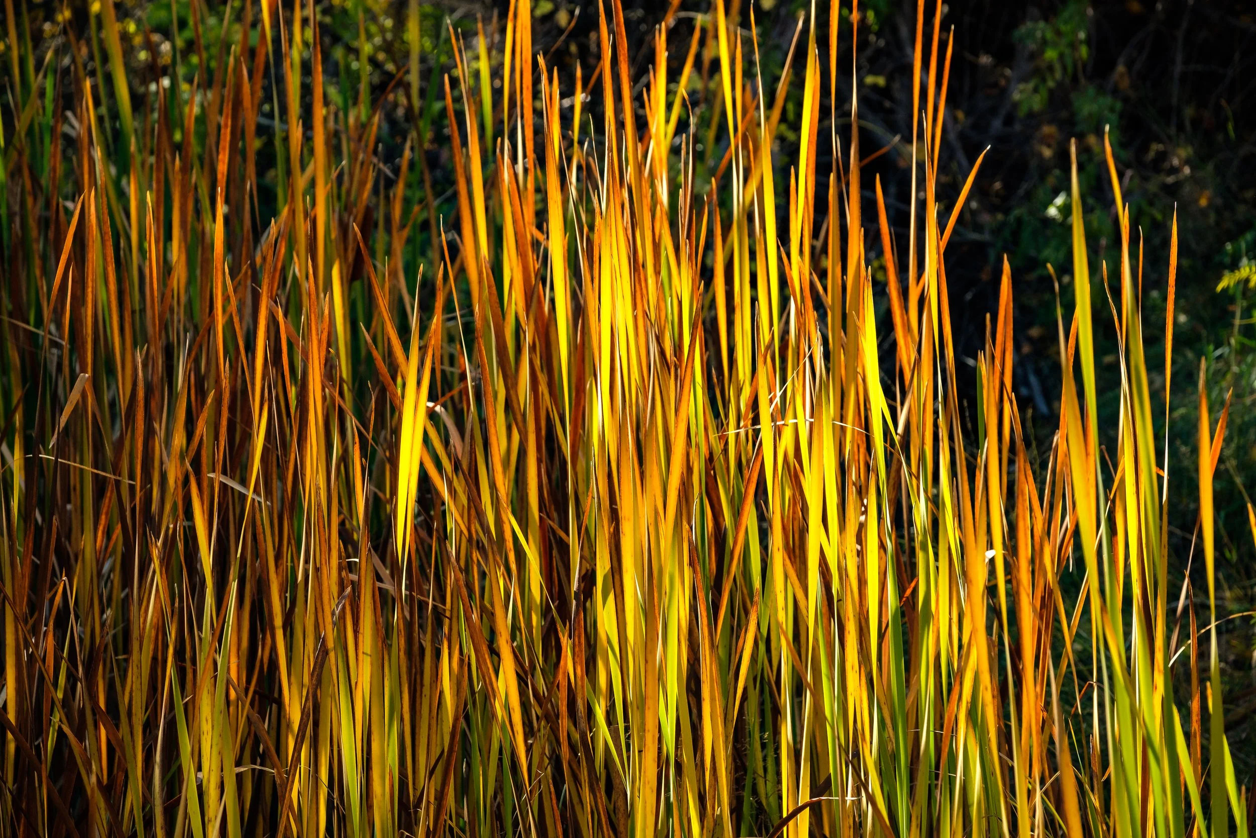 Grass Detail, Utah