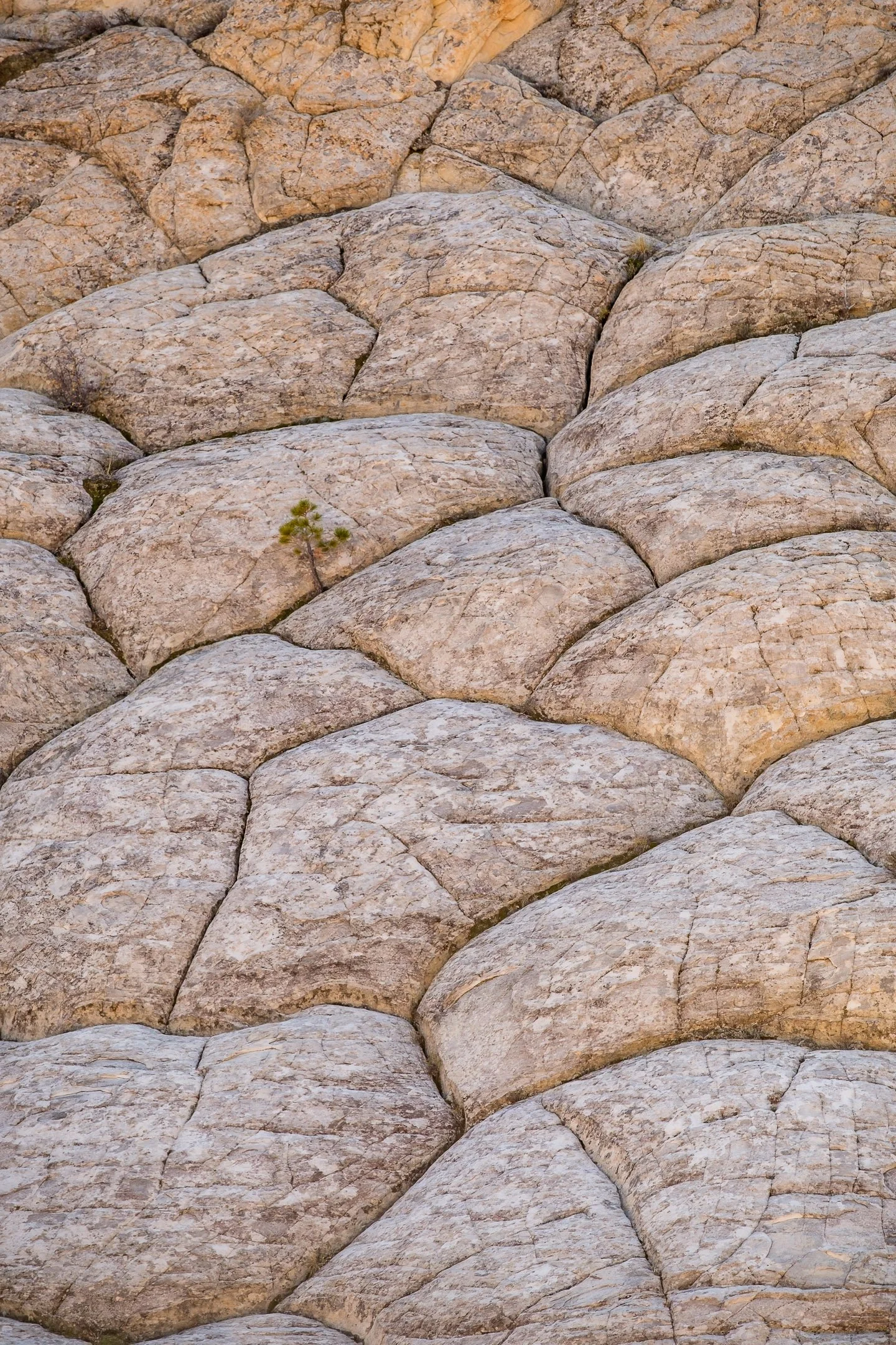 Lone Tree, near Escalante, Utah